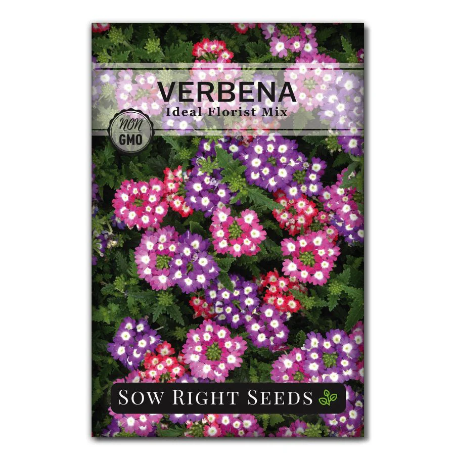 Ideal Florist Mixed Verbena