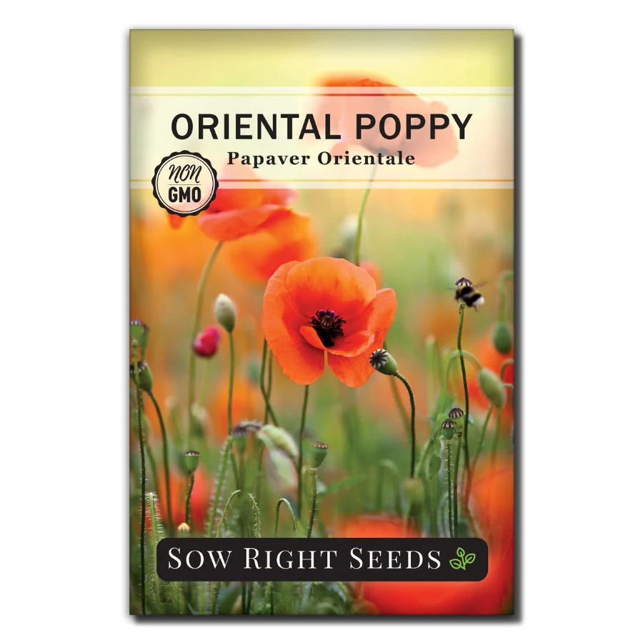 Oriental Poppy