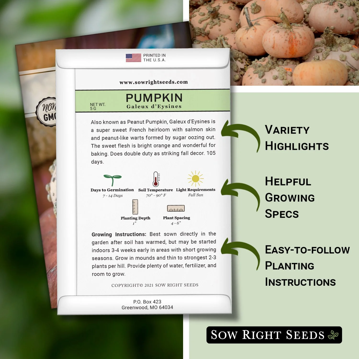 Galeux d'Eysines Pumpkin