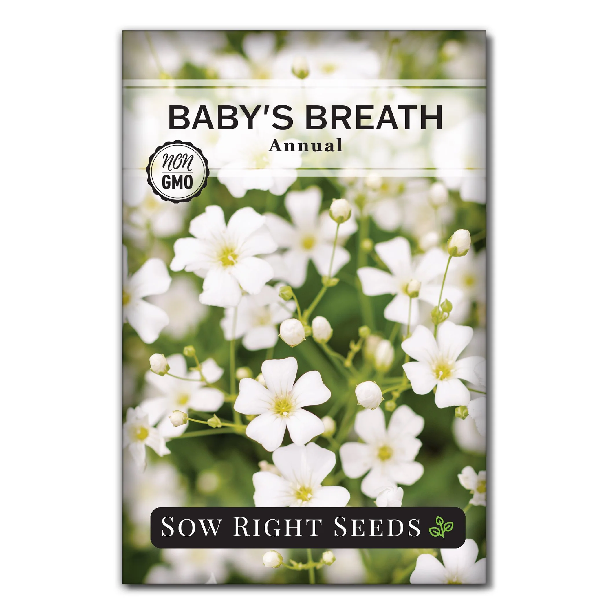 Annual Baby's Breath Seeds