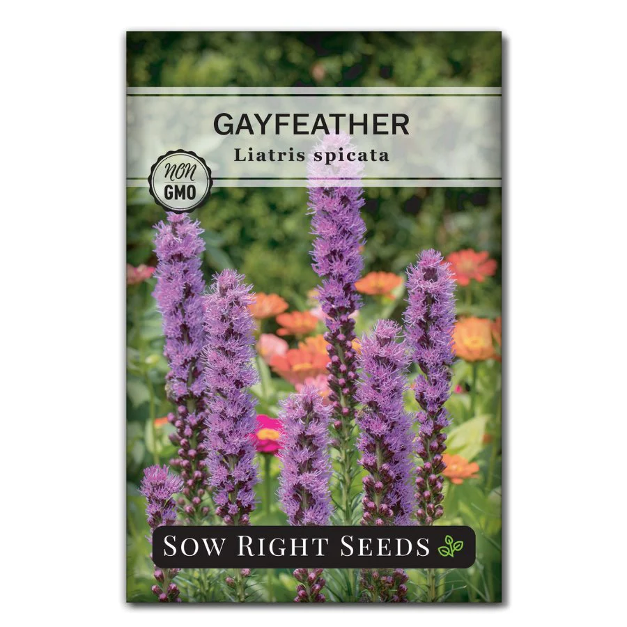Gayfeather