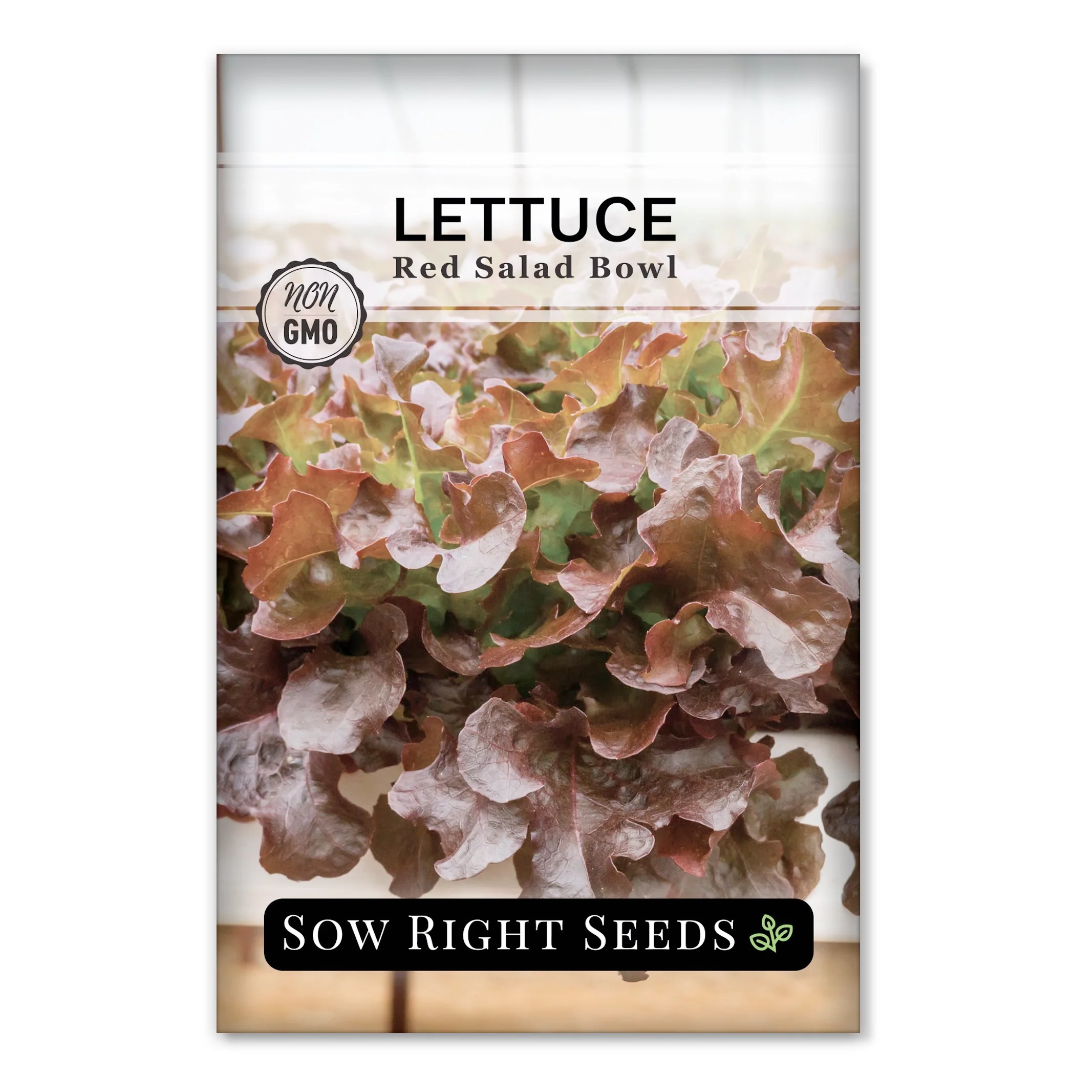 Red Salad Bowl Lettuce
