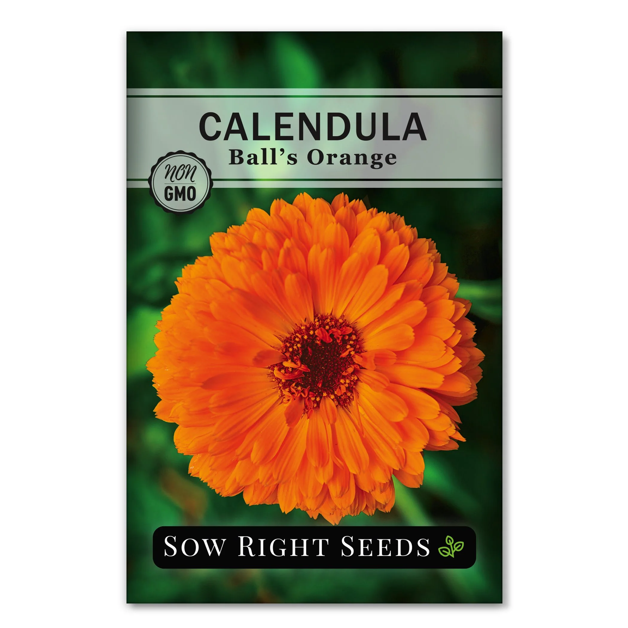 Ball's Orange Calendula