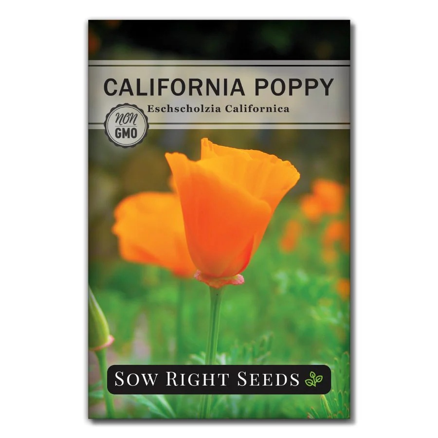 California Poppy