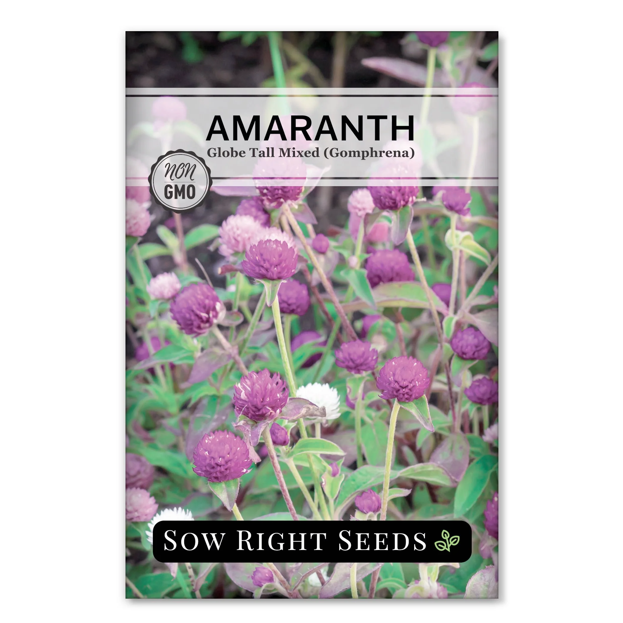 Tall Globe Mixed Amaranth (Gomphrena) Seeds