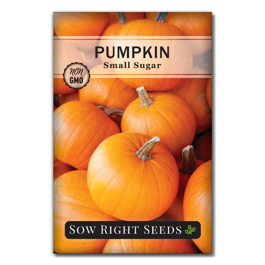 Small Sugar Pumpkin