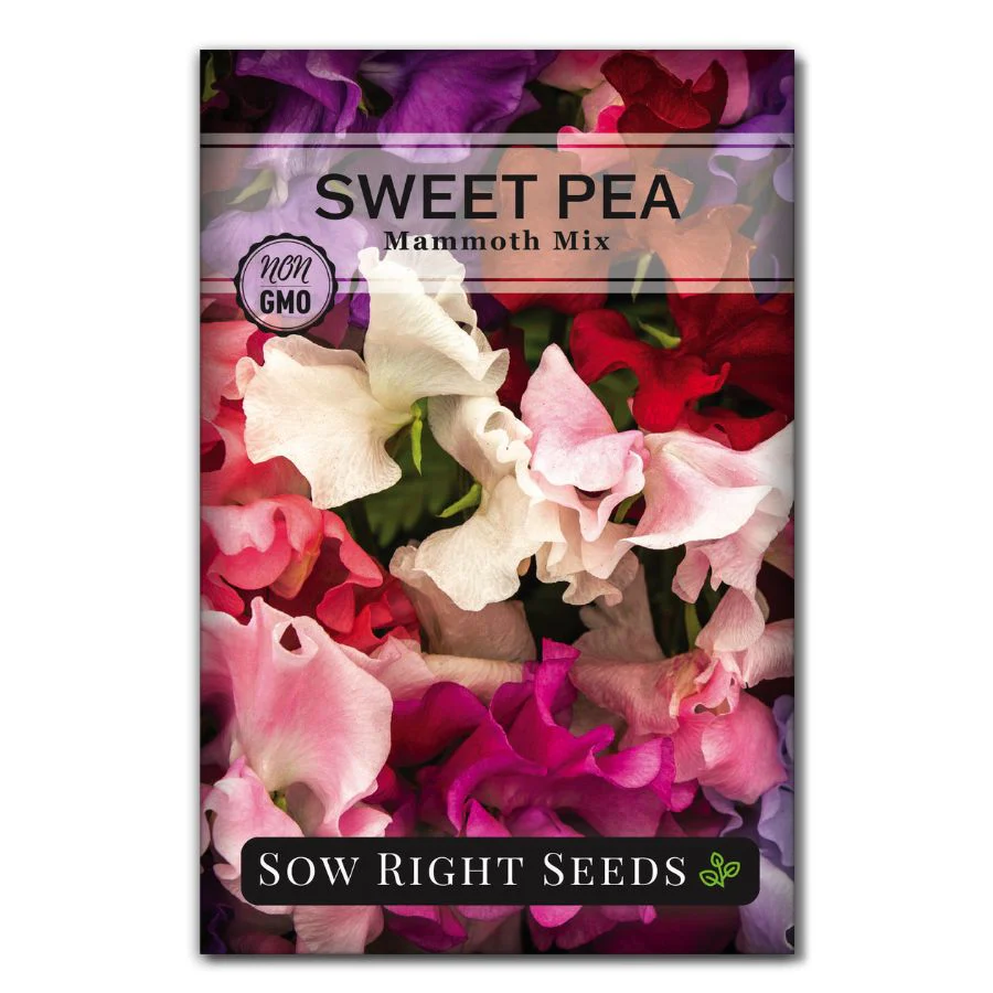 Mammoth Mix Sweet Pea