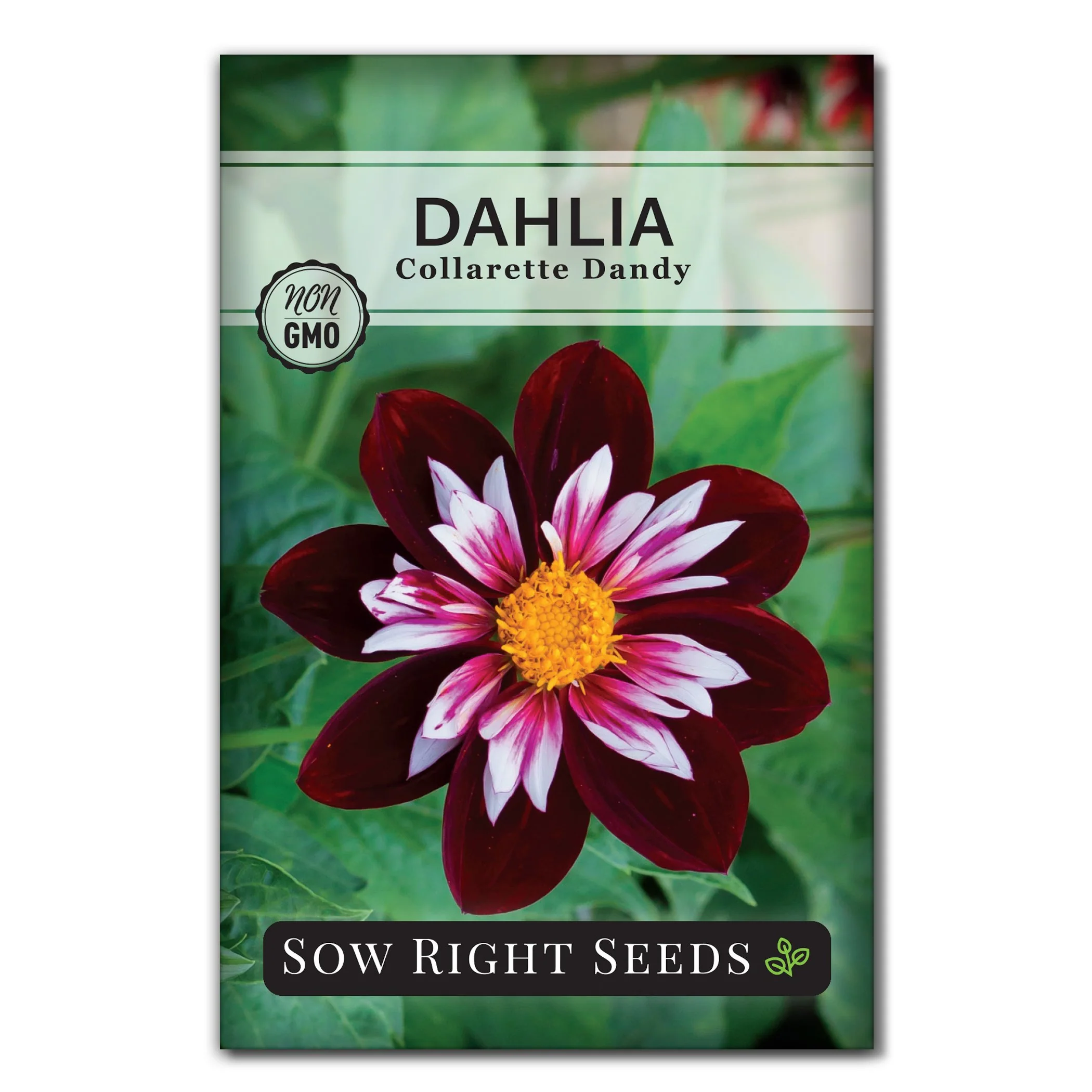 Collarette Dandy Dahlia Seeds