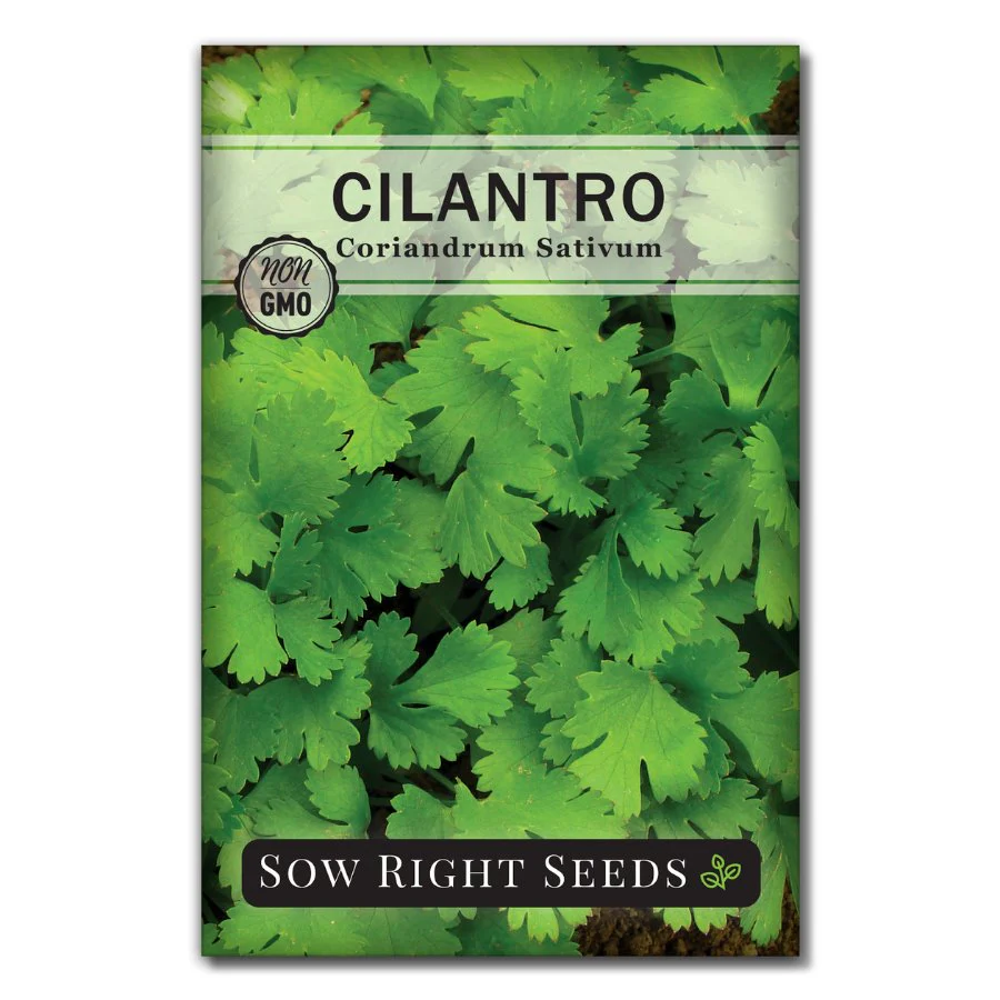 Cilantro Seeds