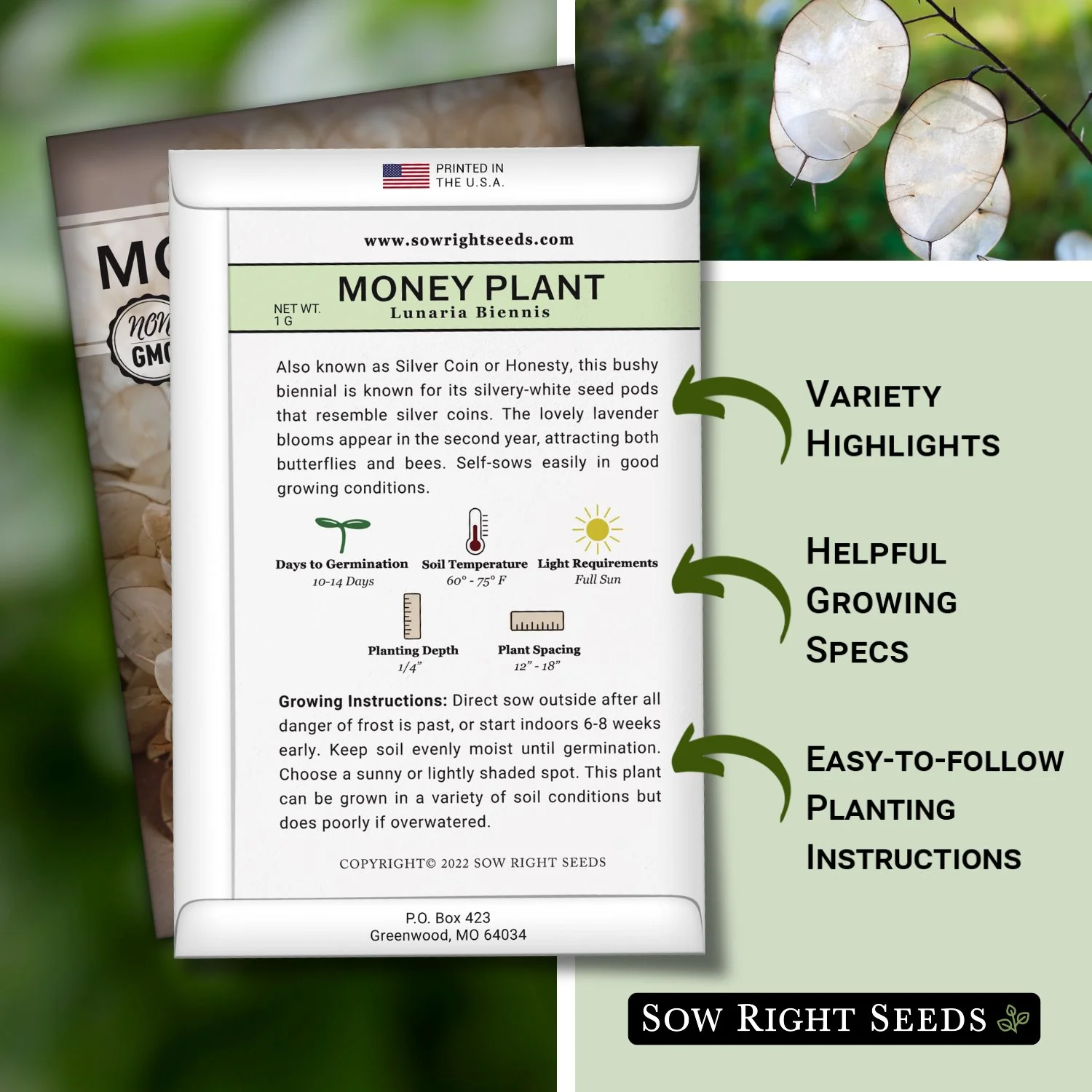 Money Plant