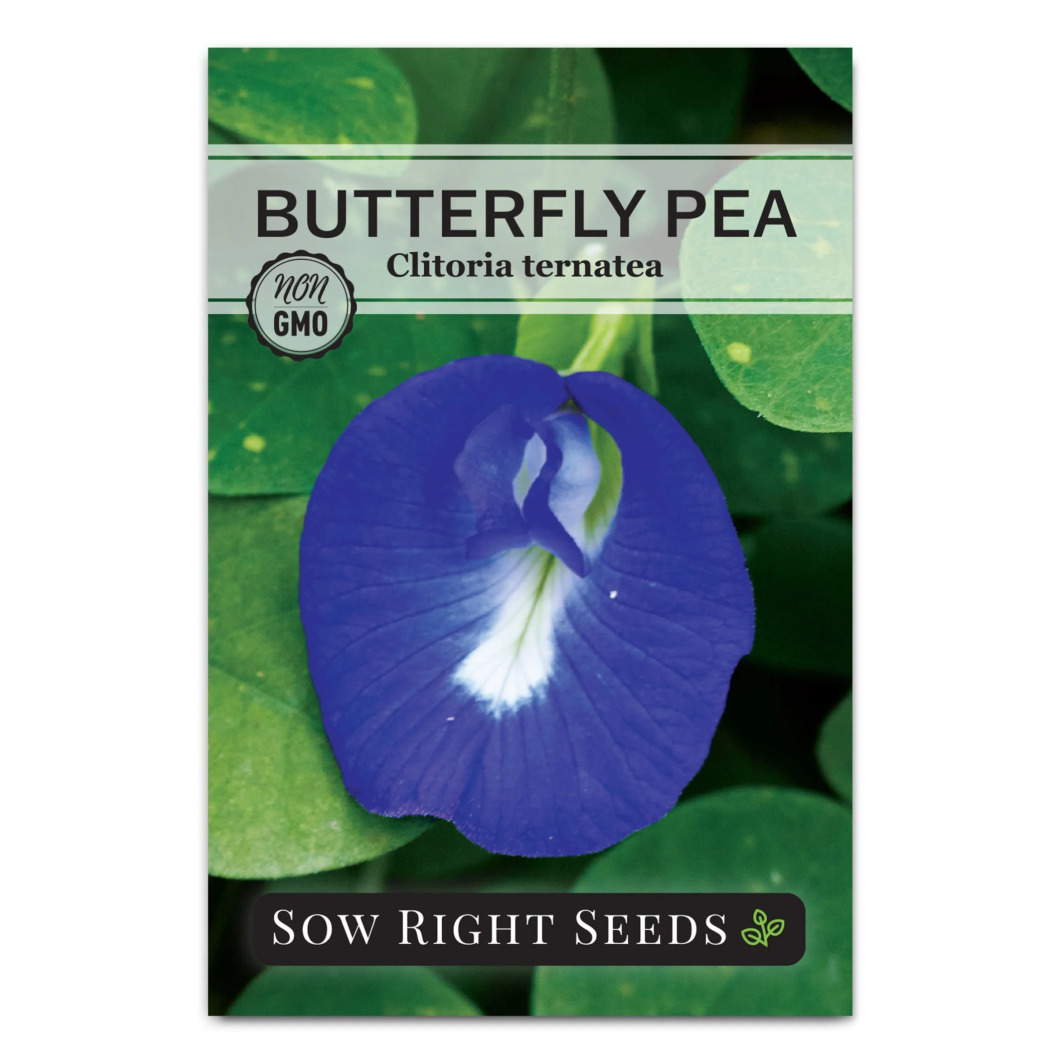 Butterfly Pea Seeds