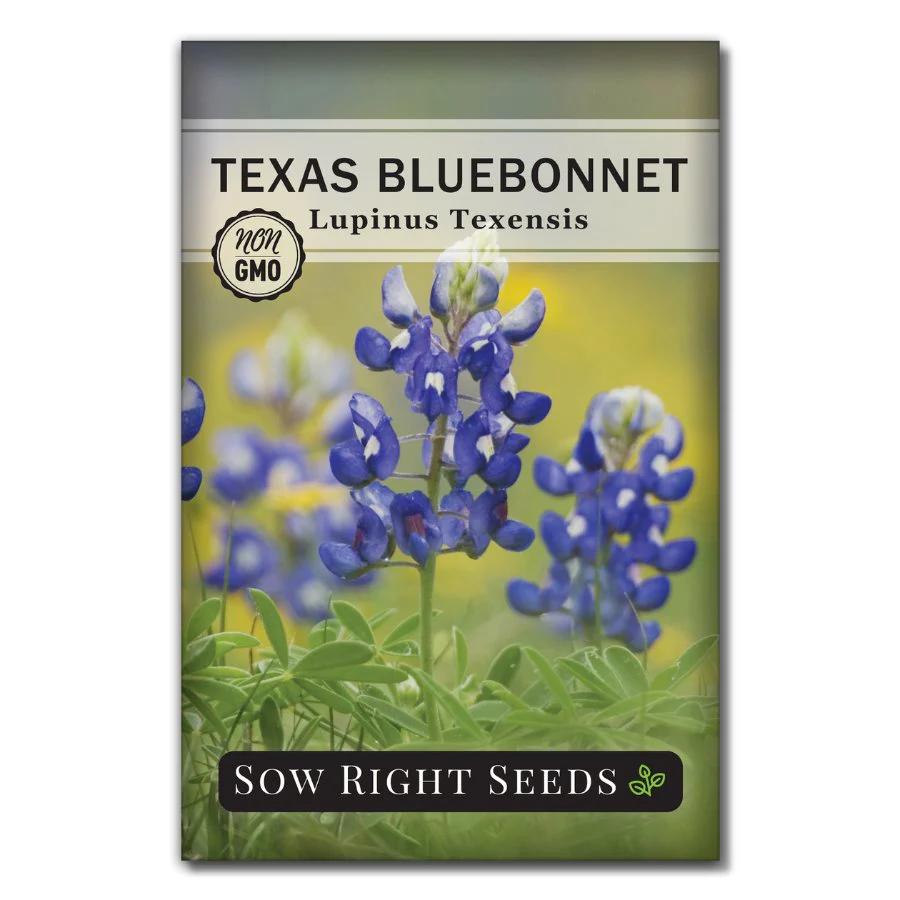 Texas BlueBonnet
