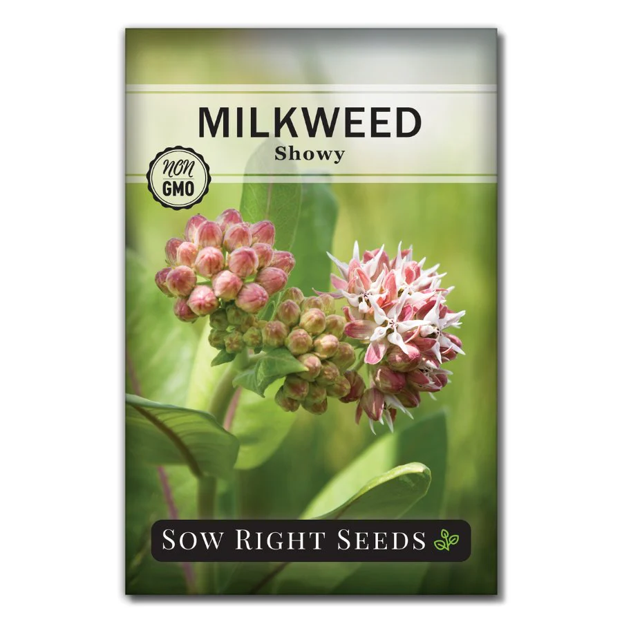 Showy Milkweed