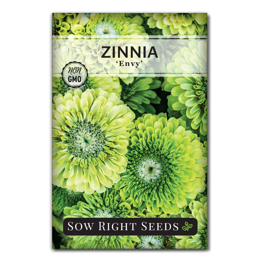 Envy Zinnia