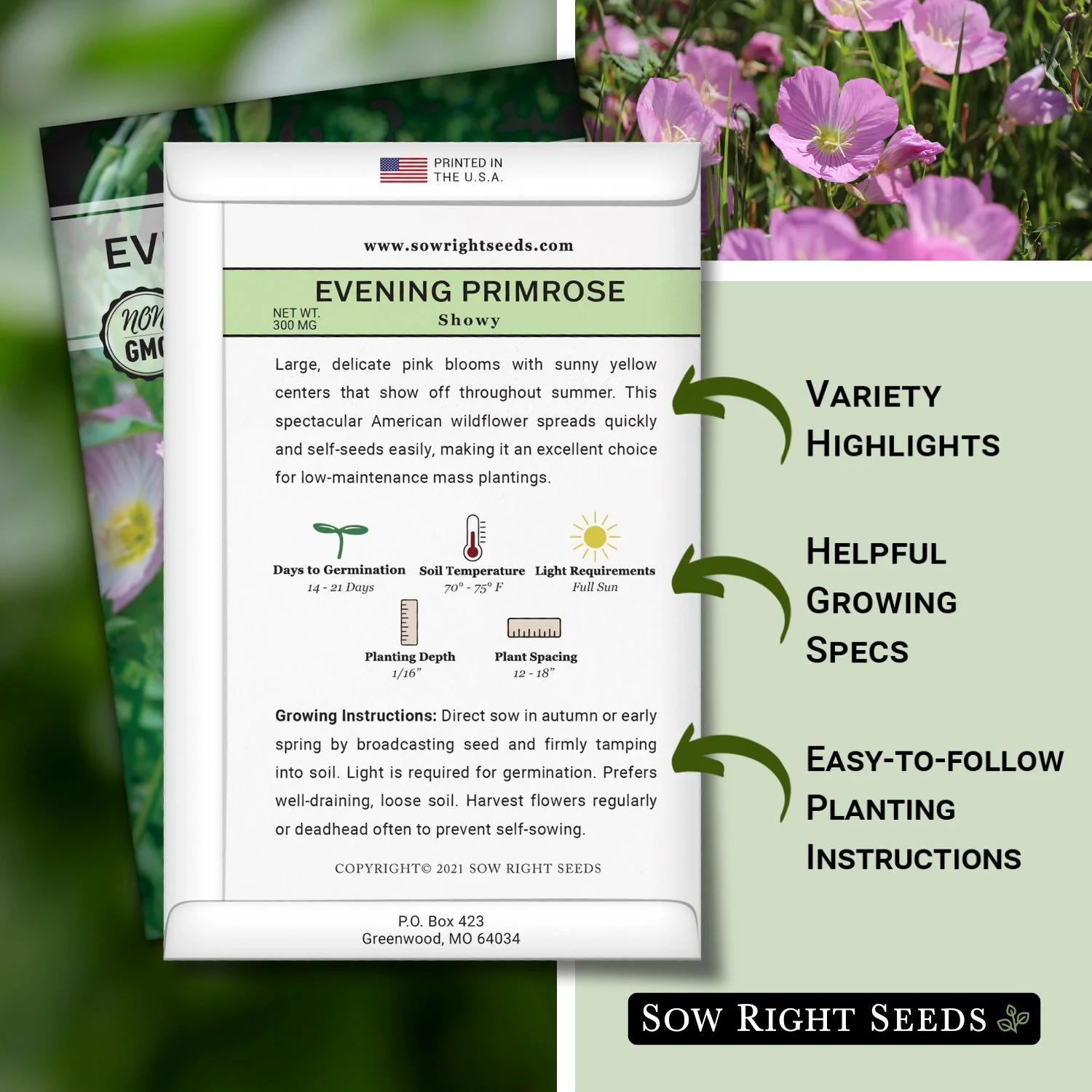 Showy Evening Primrose