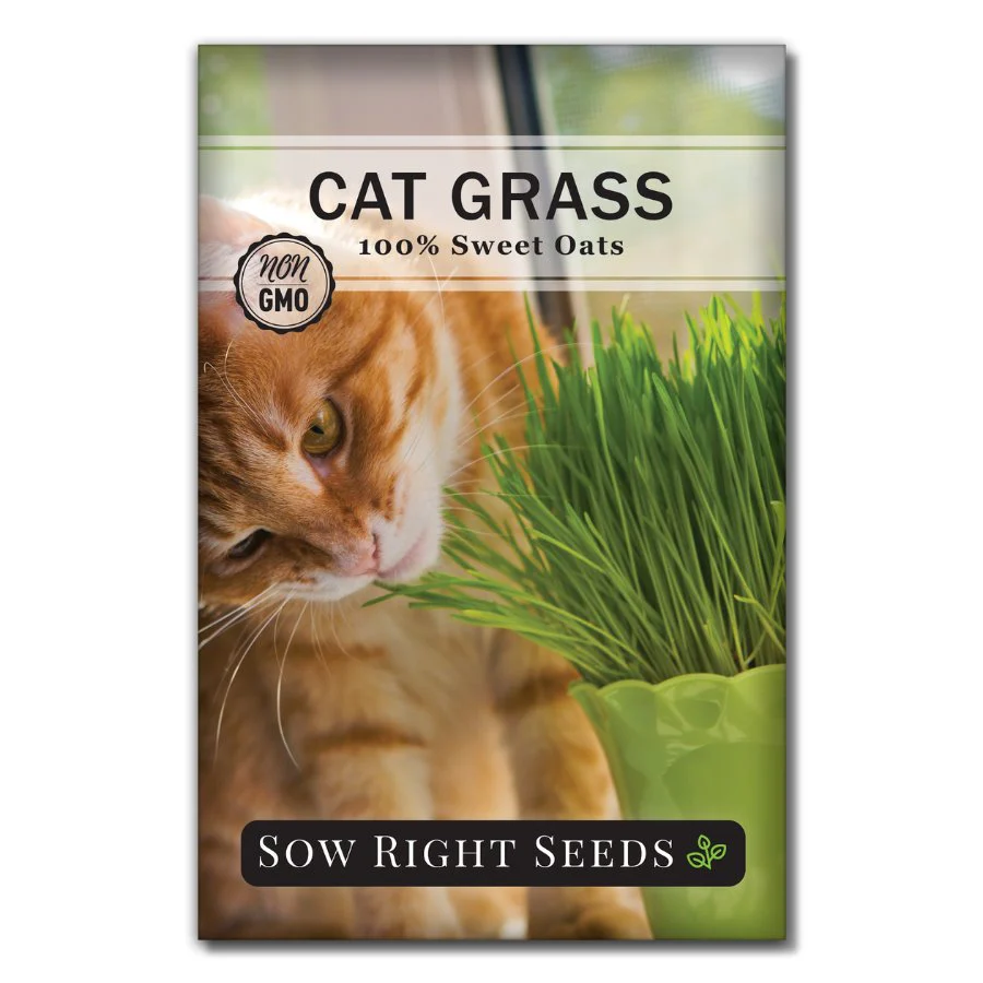 Cat Grass Seeds