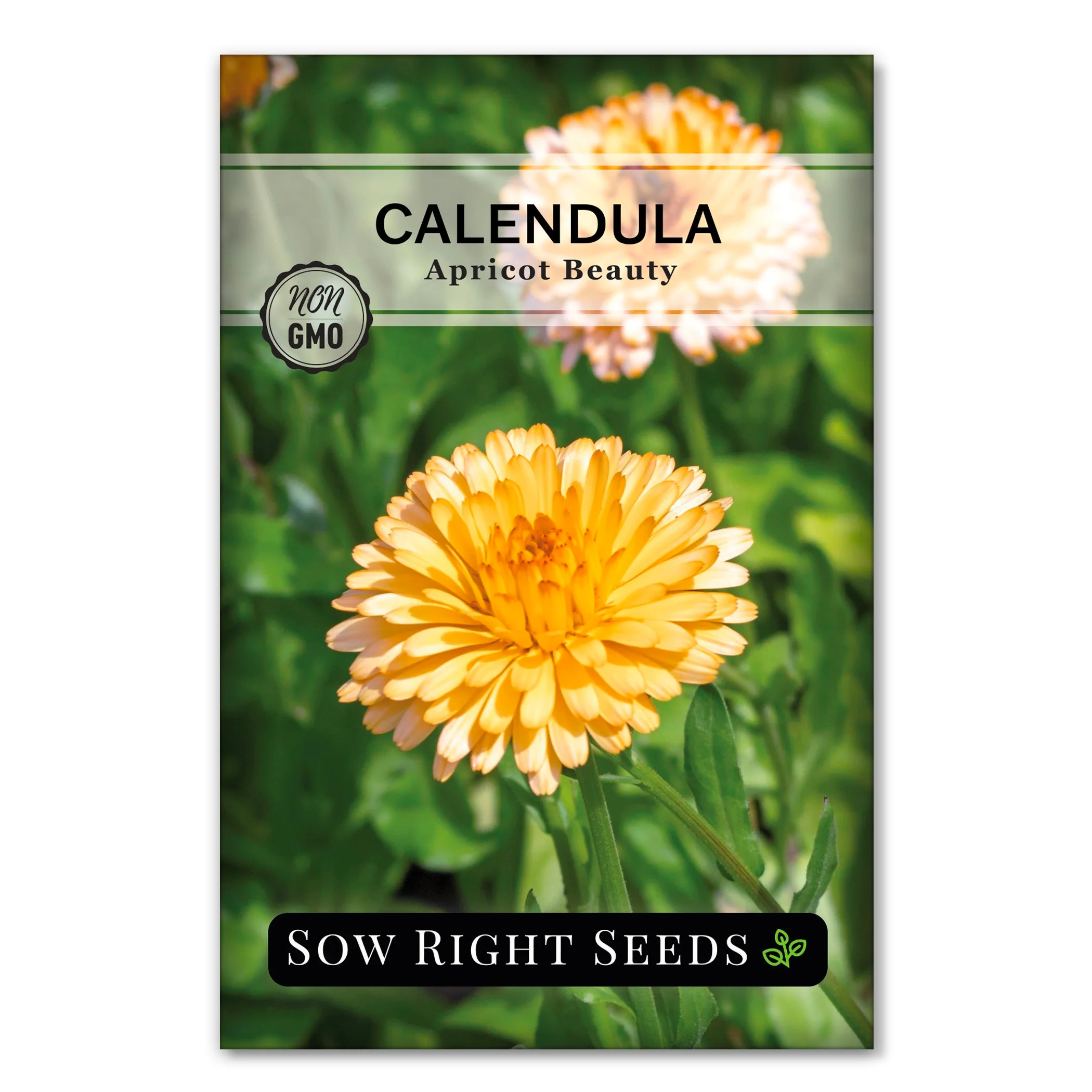 Apricot Beauty Calendula