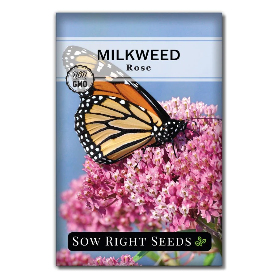 Rose (Swamp) Milkweed