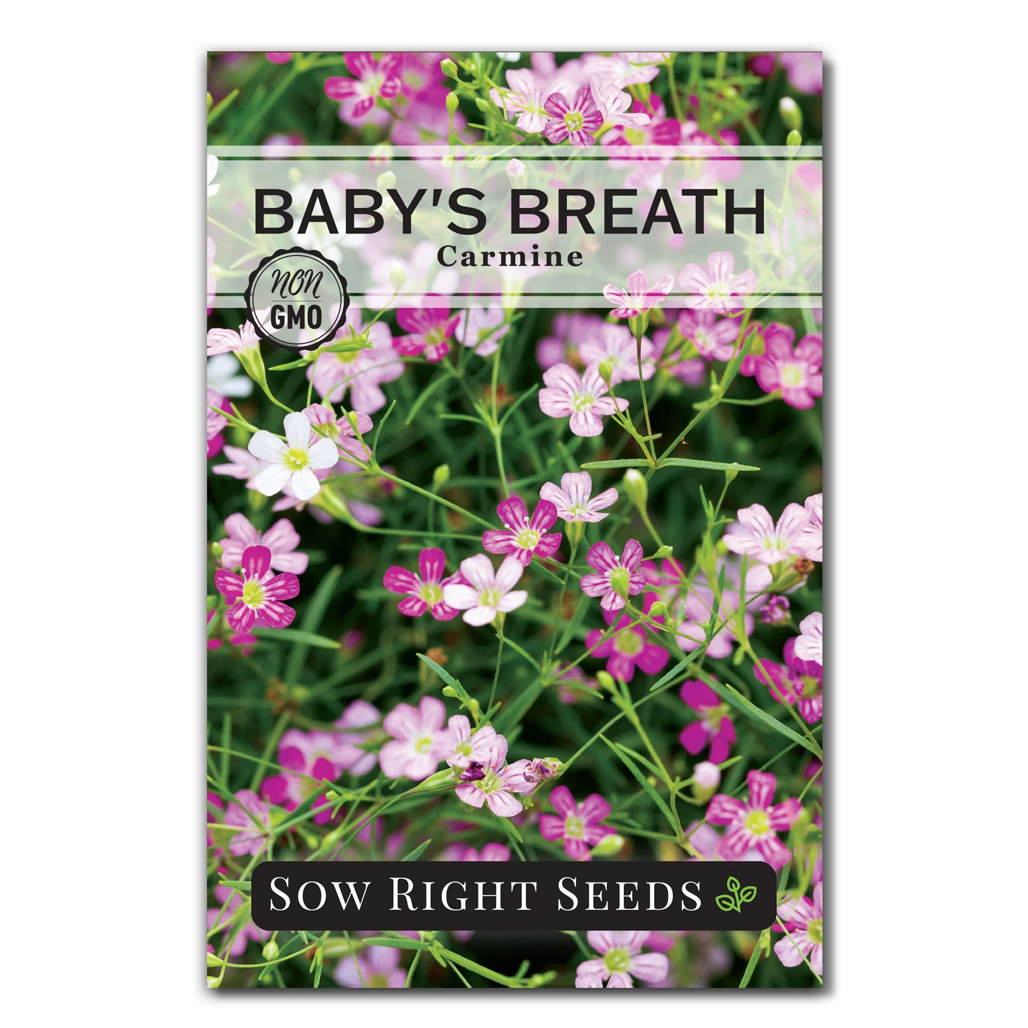 Carmine Baby's Breath Seeds