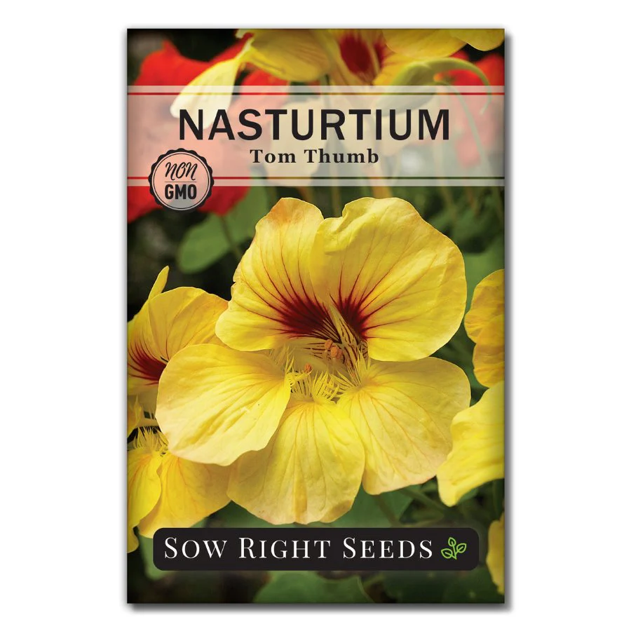 Tom Thumb Mix Nasturtium