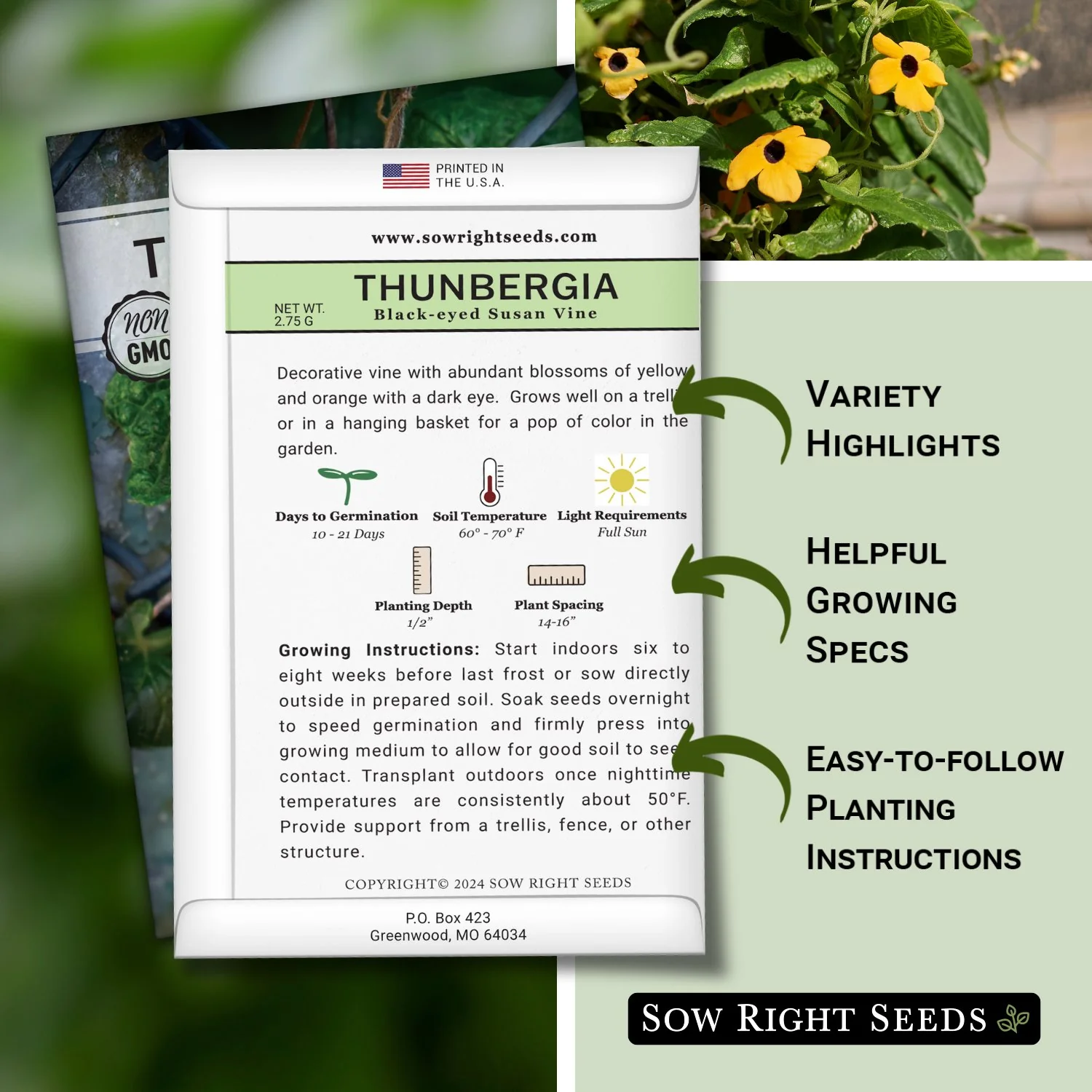 Black Eyed Susan Vine Thunbergia Seeds