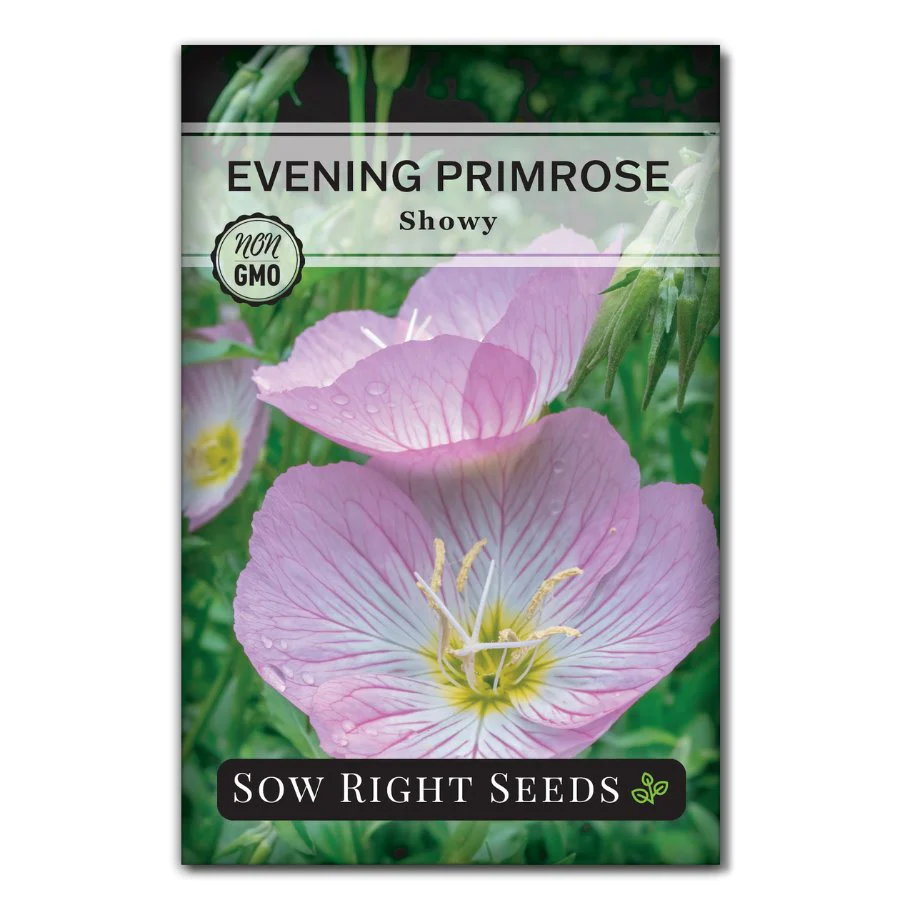 Showy Evening Primrose