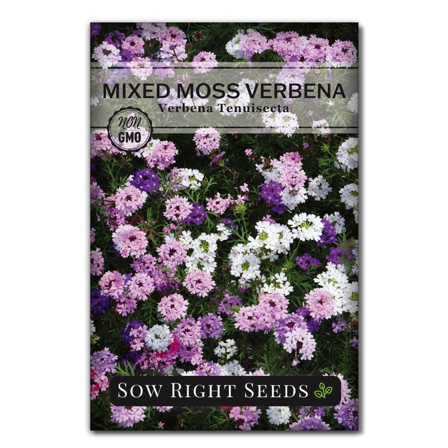 Mixed Moss Verbena