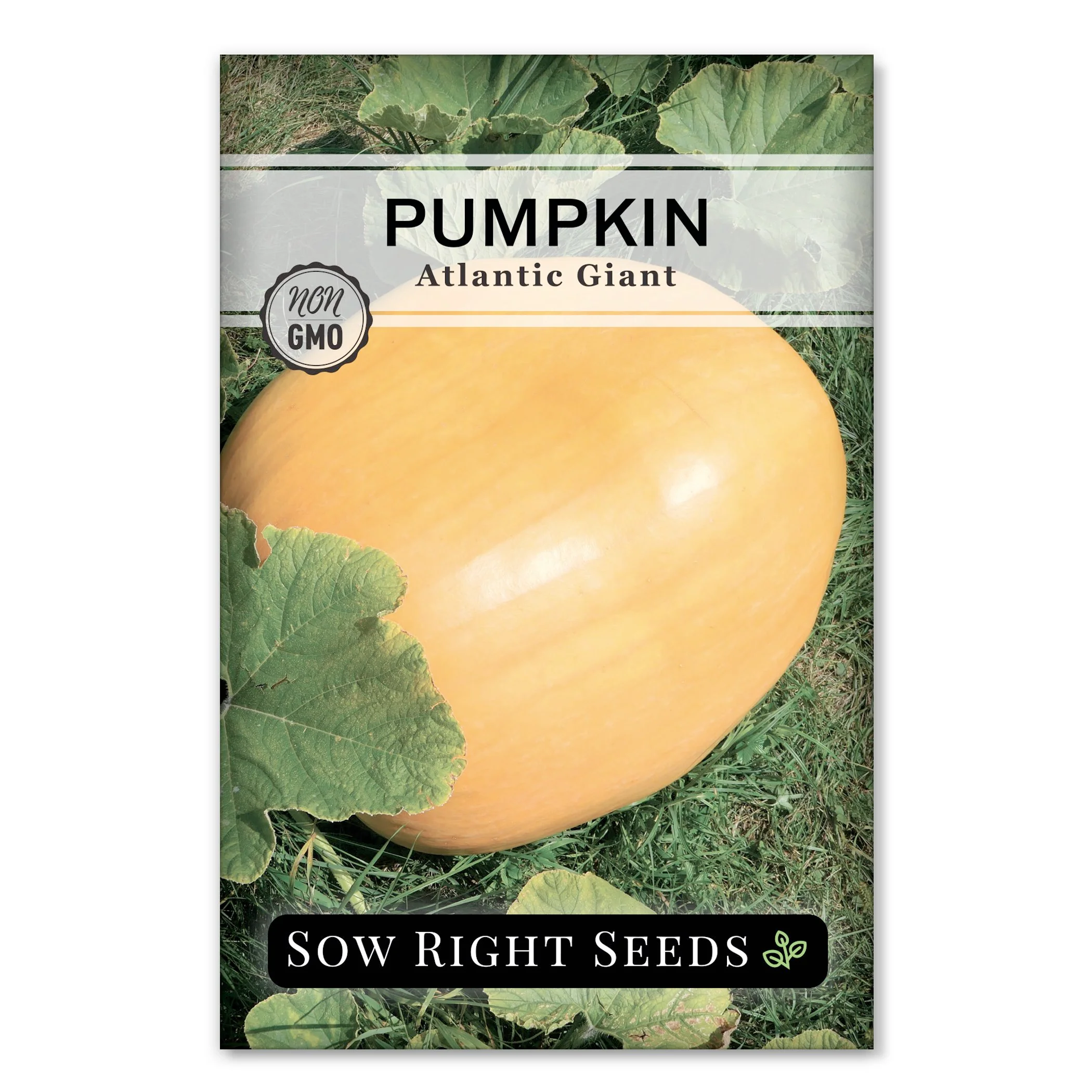 Atlantic Giant Pumpkin