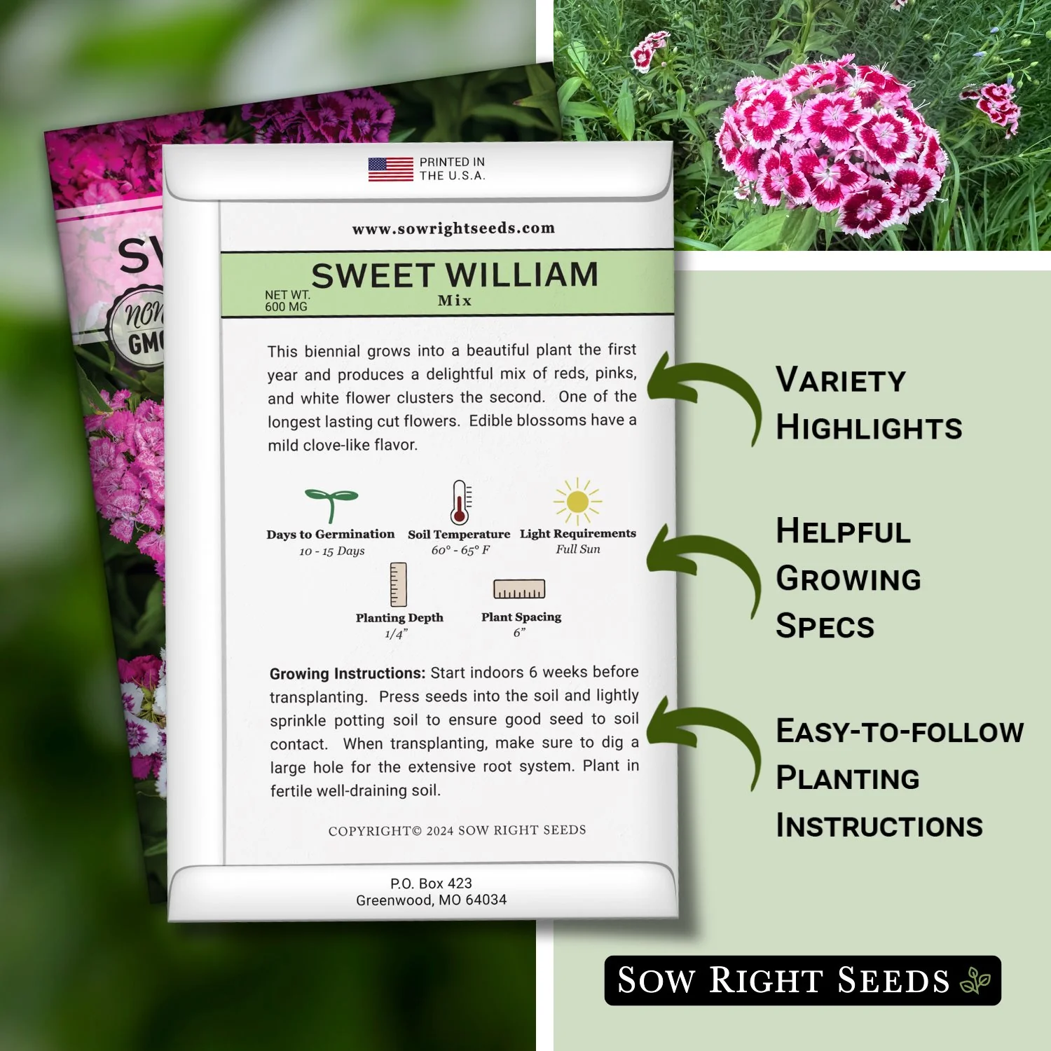 Sweet William Mix