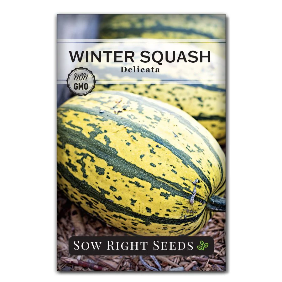 Delicata Winter Squash