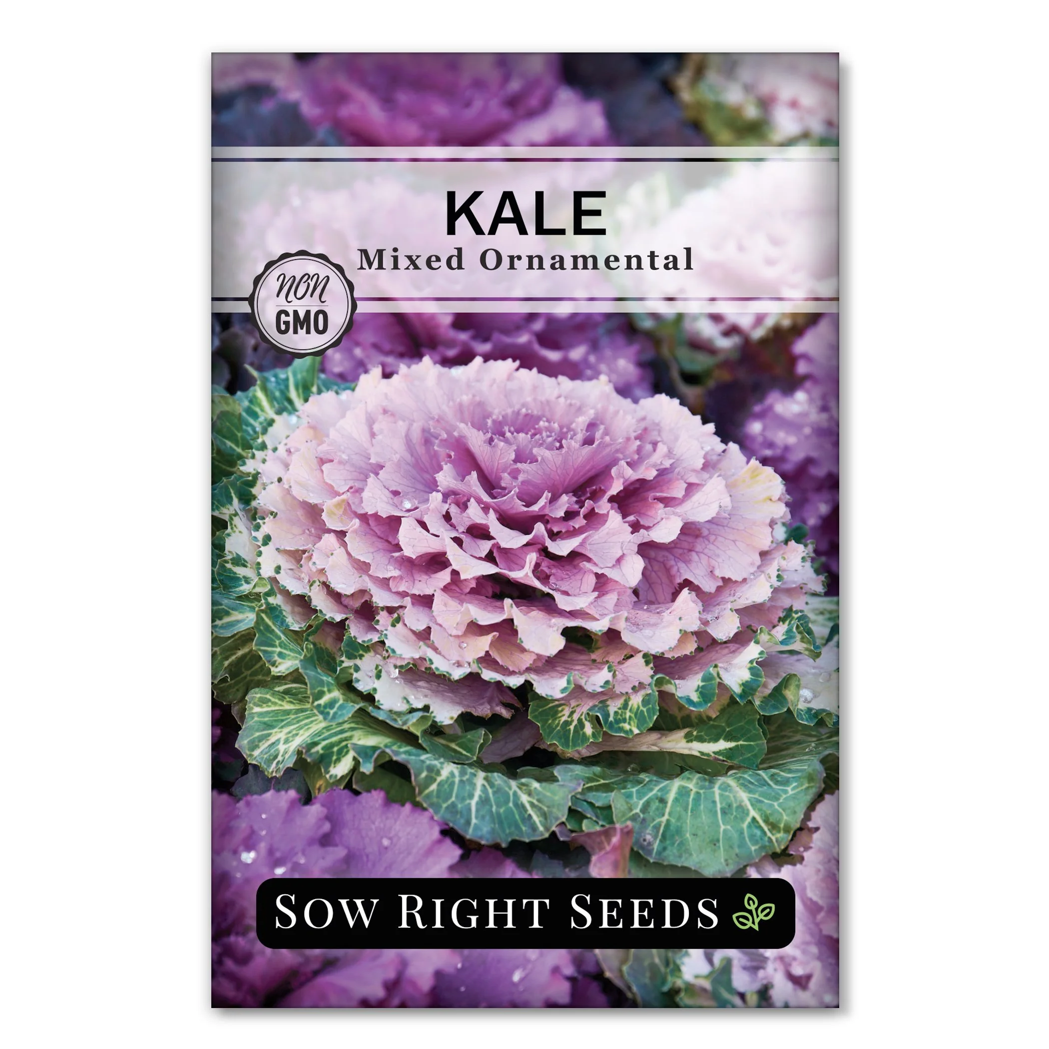 Mixed Ornamental Kale