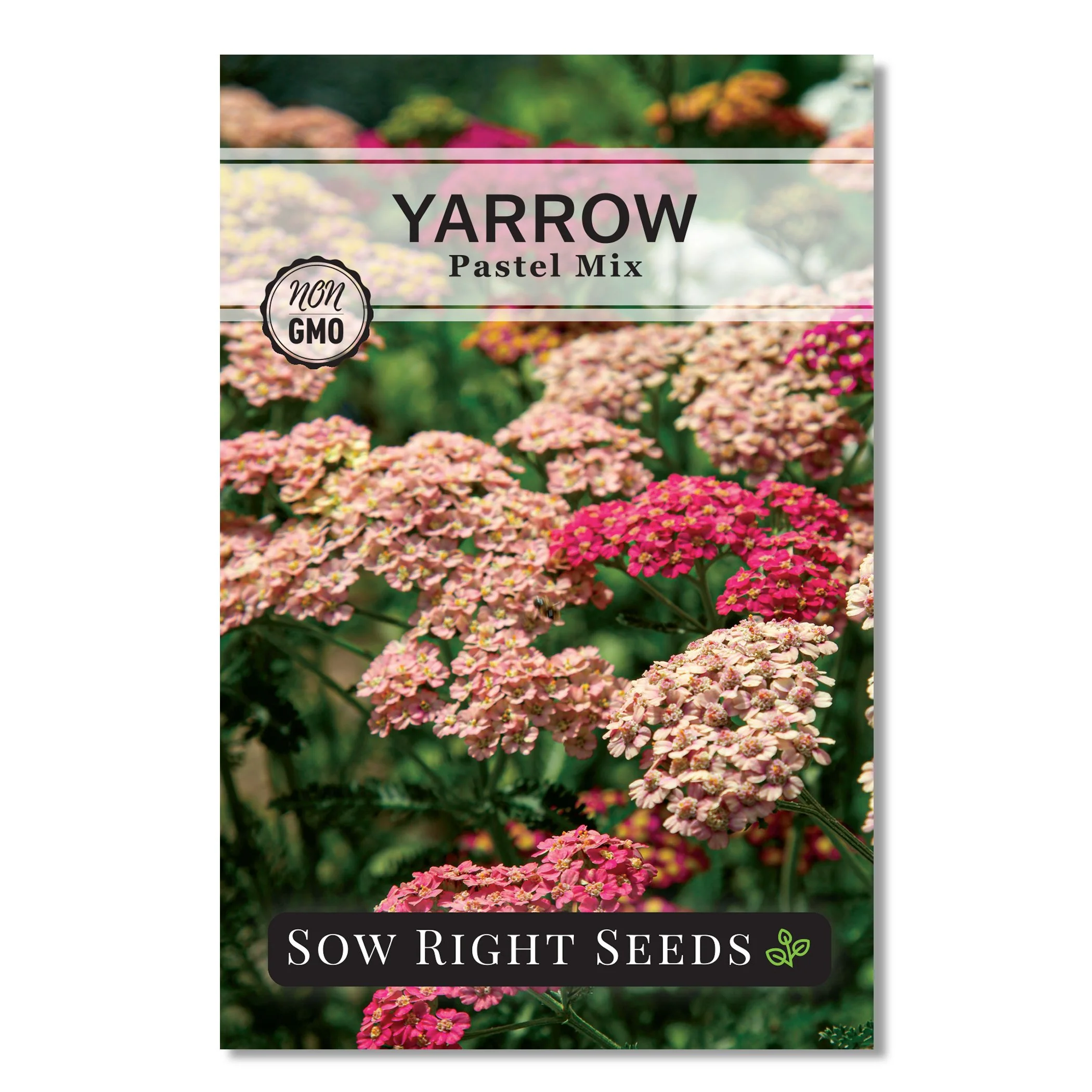 Pastel Mix Yarrow Seeds