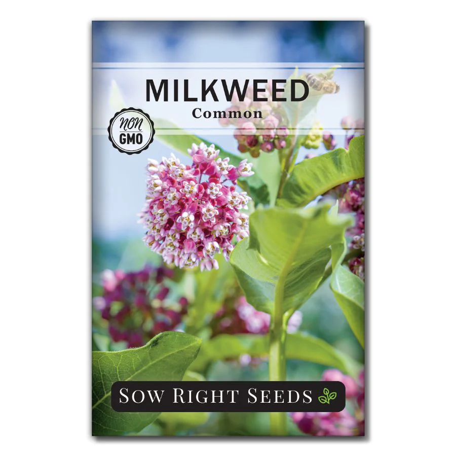 Common Milkweed