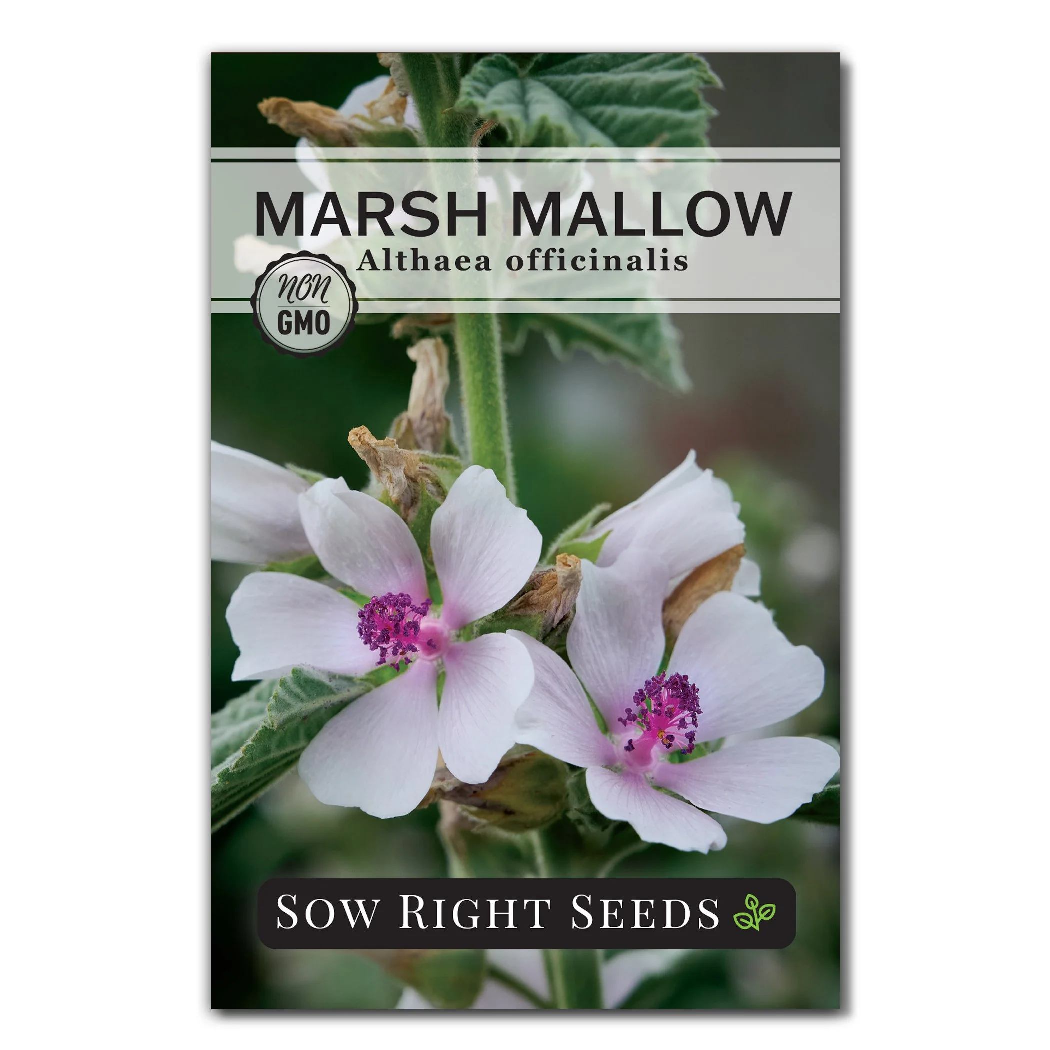 Marsh Mallow Seeds