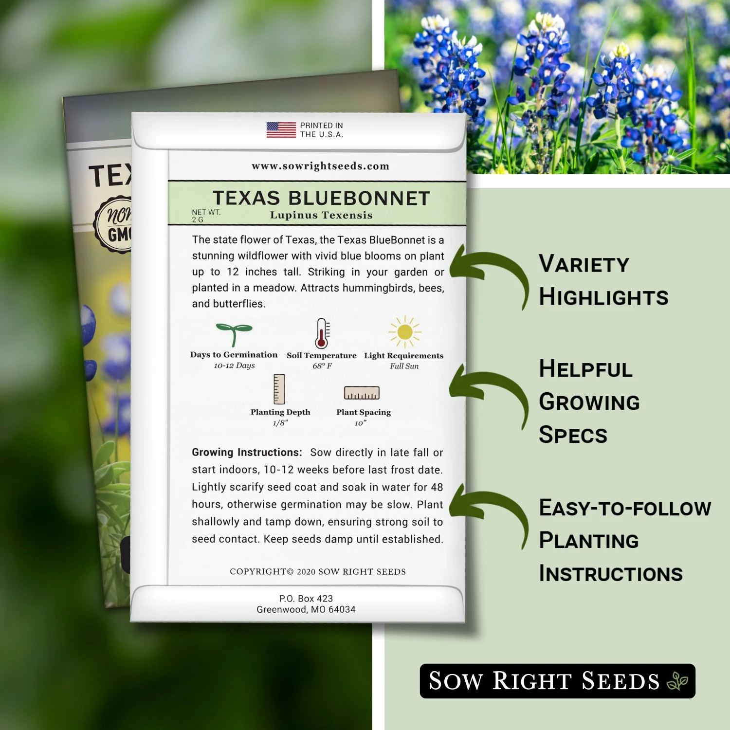 Texas BlueBonnet