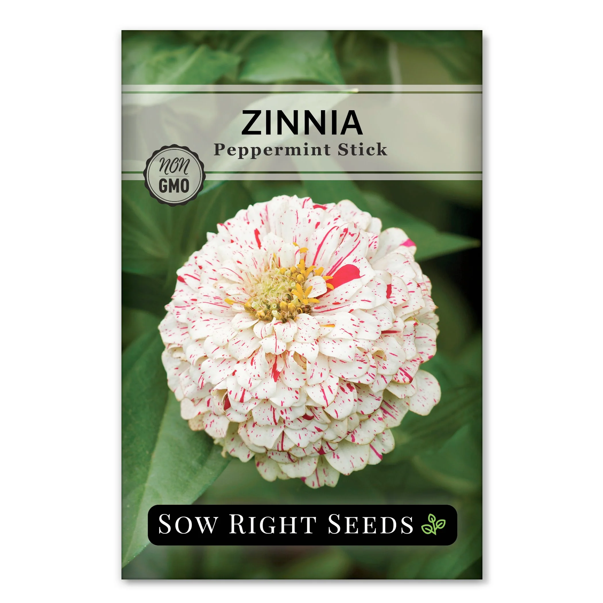 Peppermint Stick Zinnia