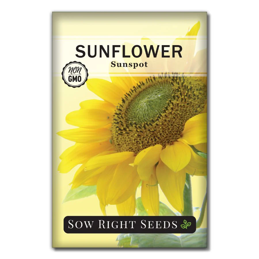 Sunspot Sunflower