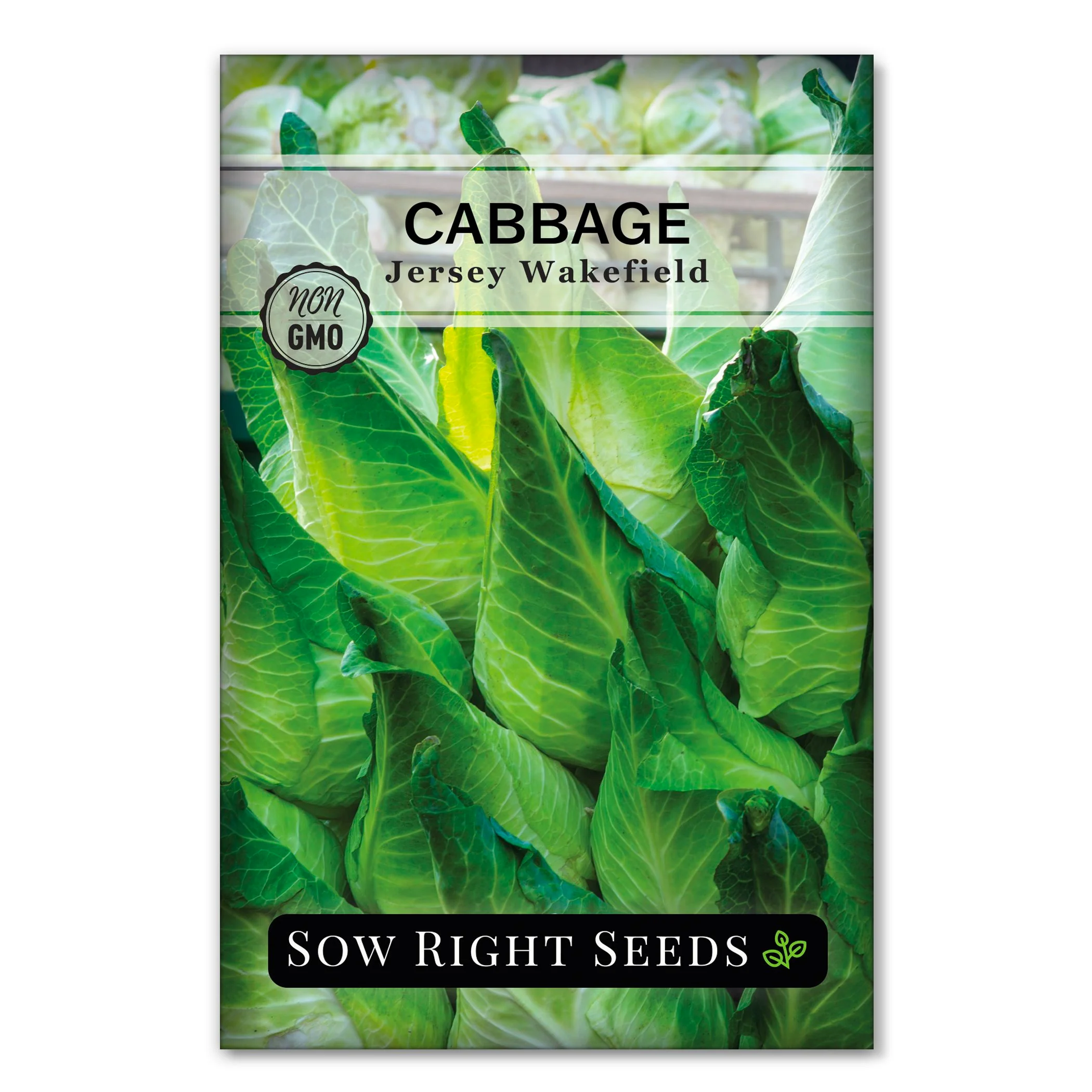 Jersey Wakefield Cabbage