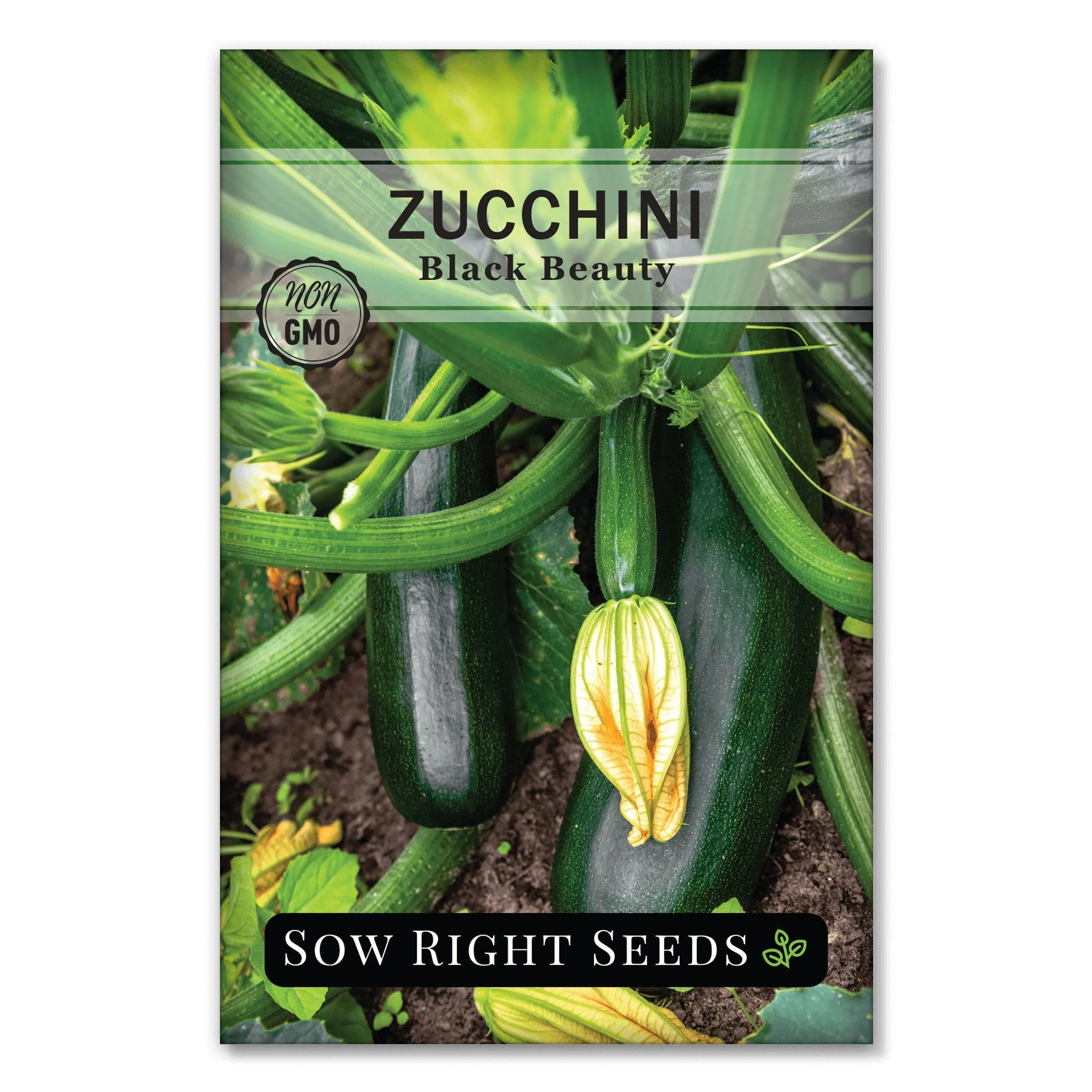 Black Beauty Zucchini