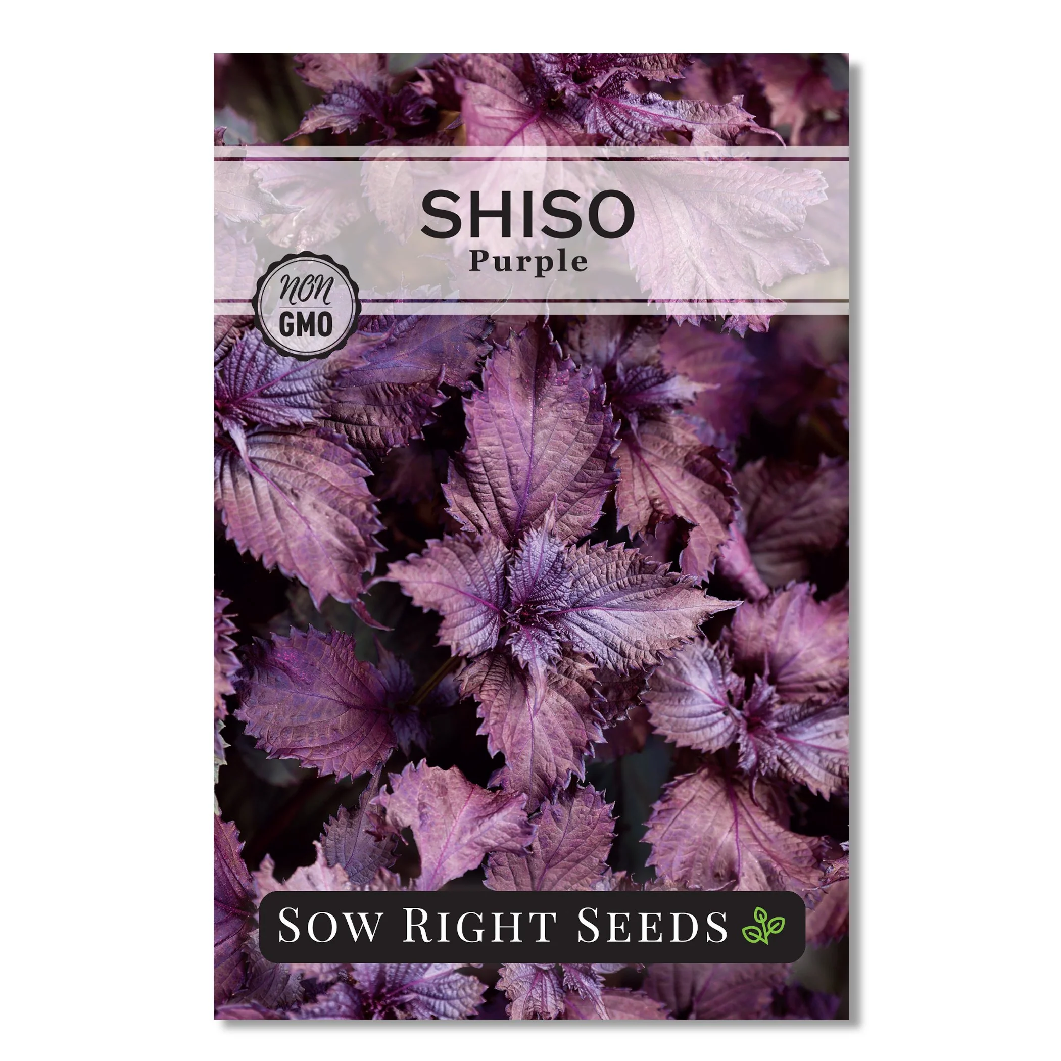 Purple Shiso Seeds