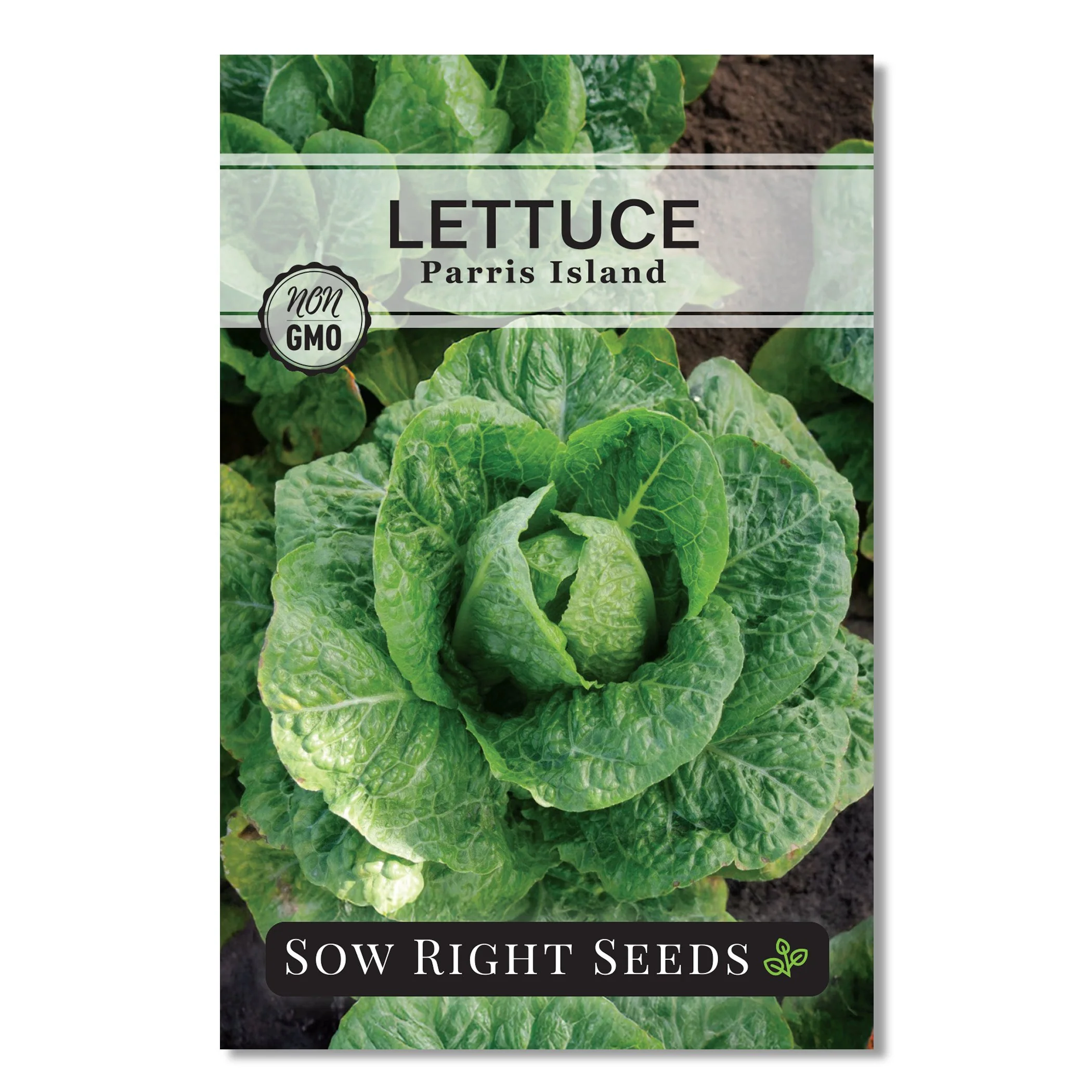 Parris Island Lettuce Seeds