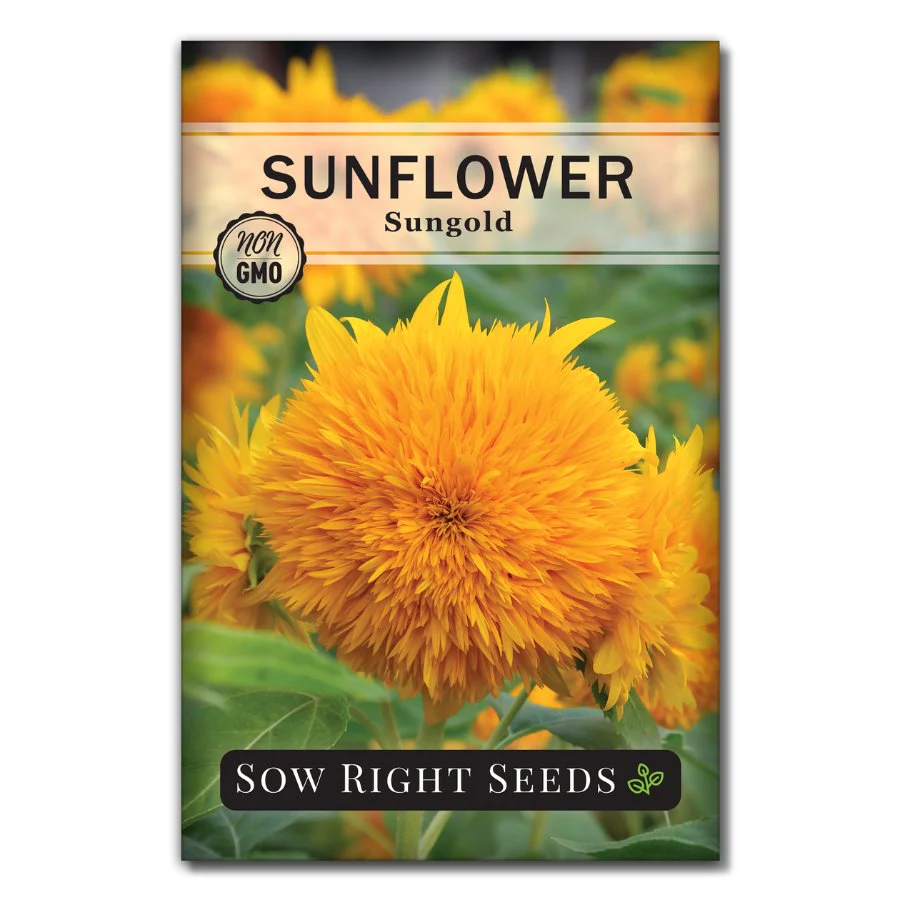 Dwarf Sungold Sunflower