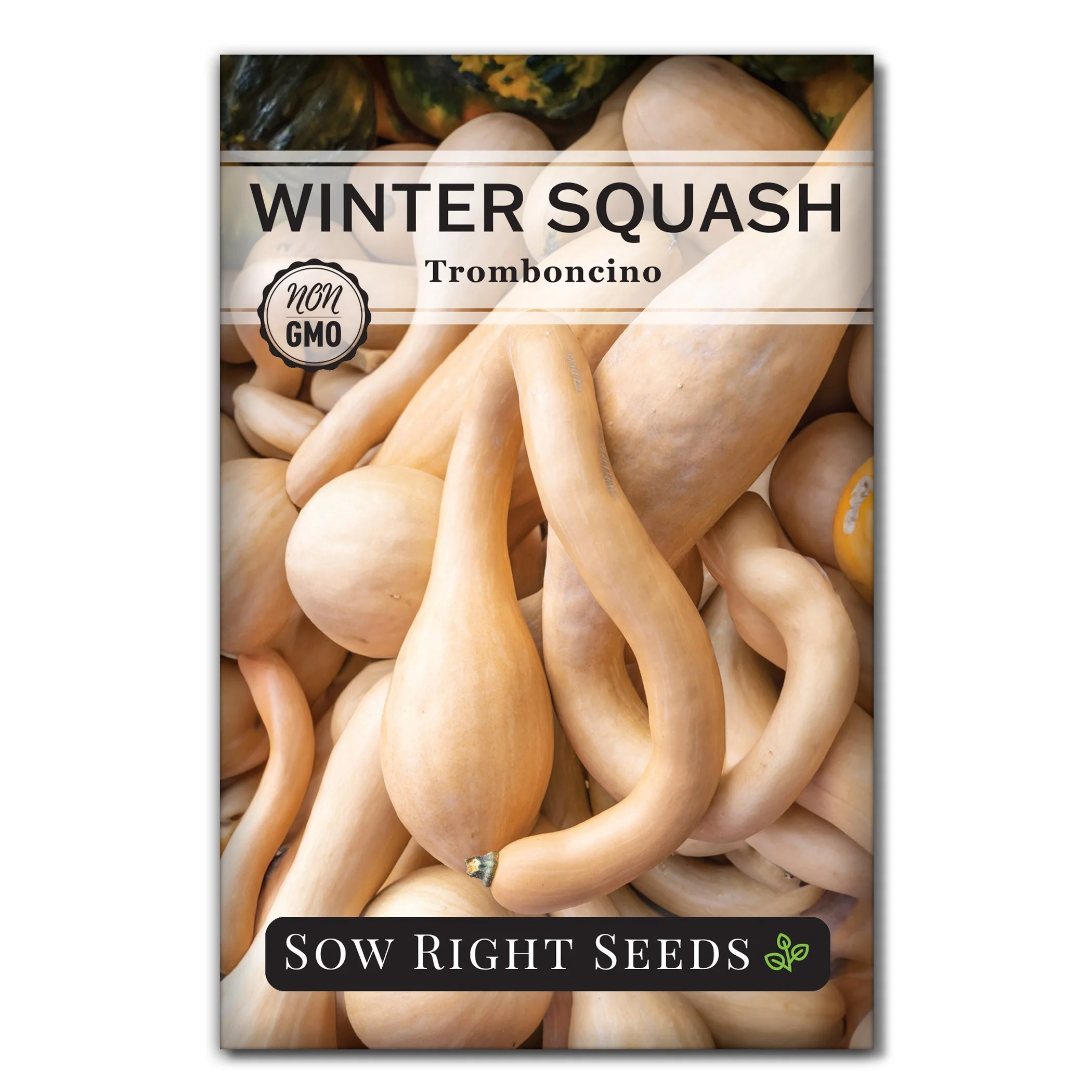 Tromboncino 'Rampicante' Squash