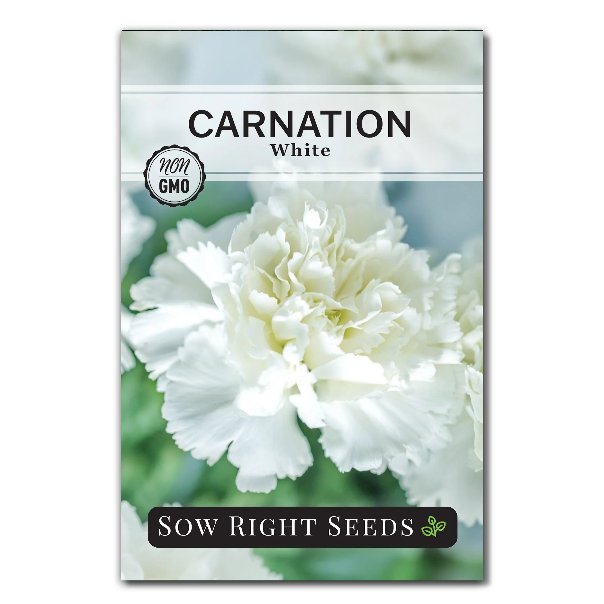 White Carnation Seeds