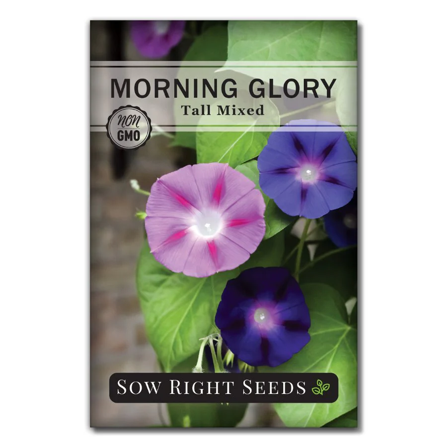 Tall Mixed Morning Glory