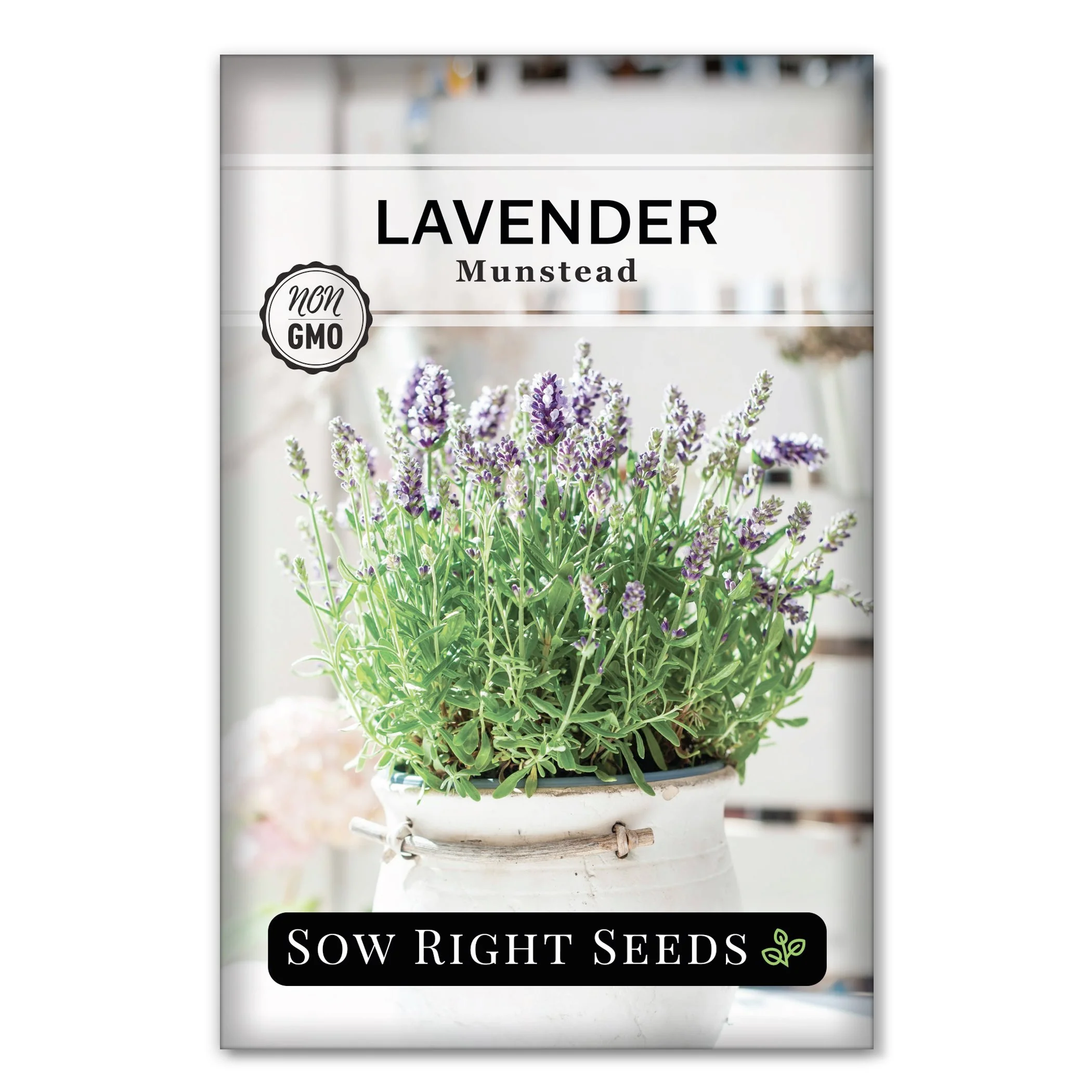 Munstead Strain Lavender