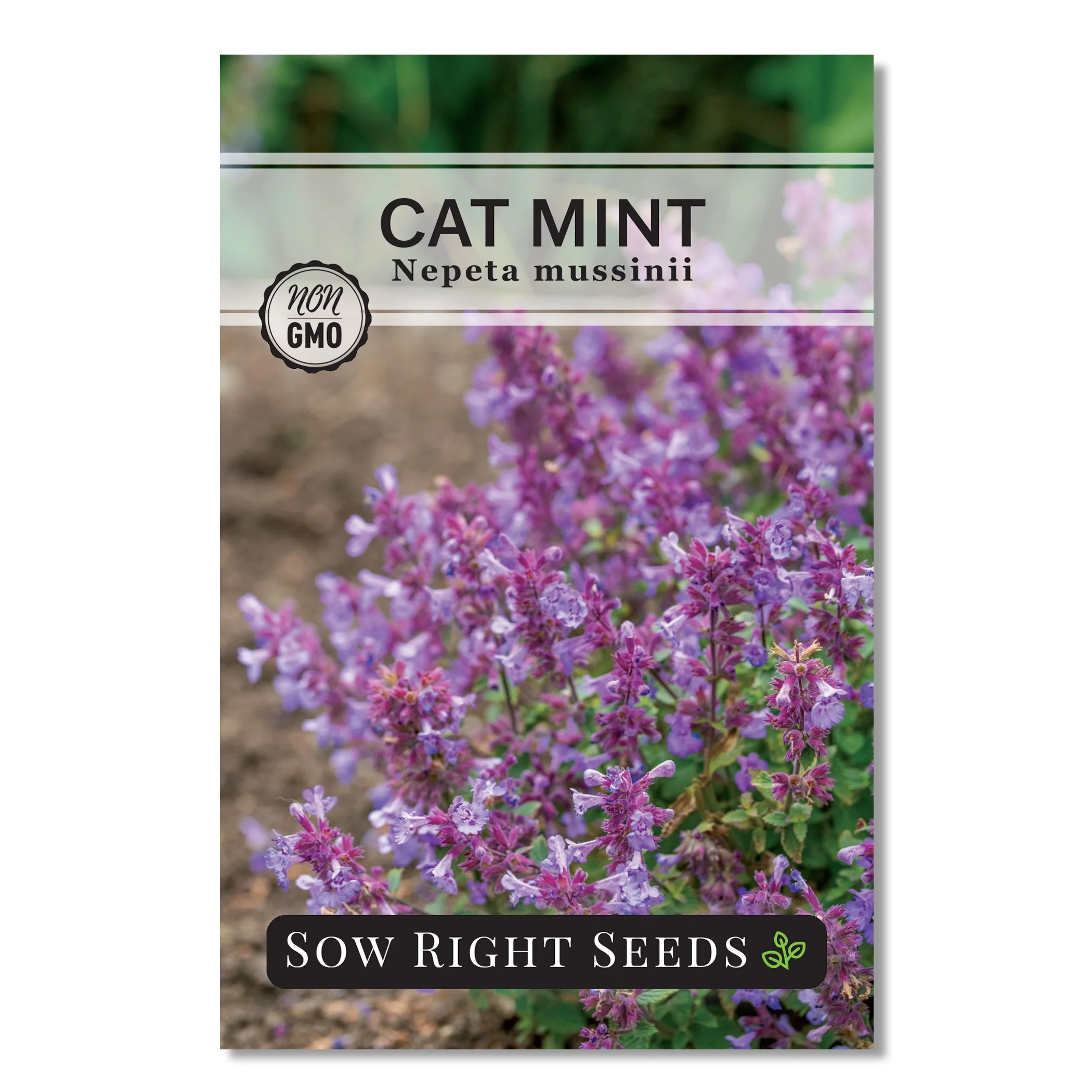 Cat Mint Seeds