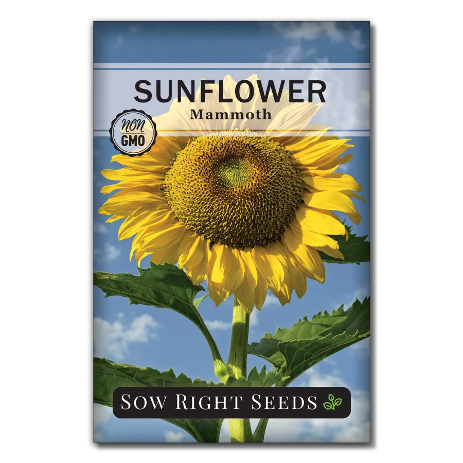 Mammoth Sunflower Seeds