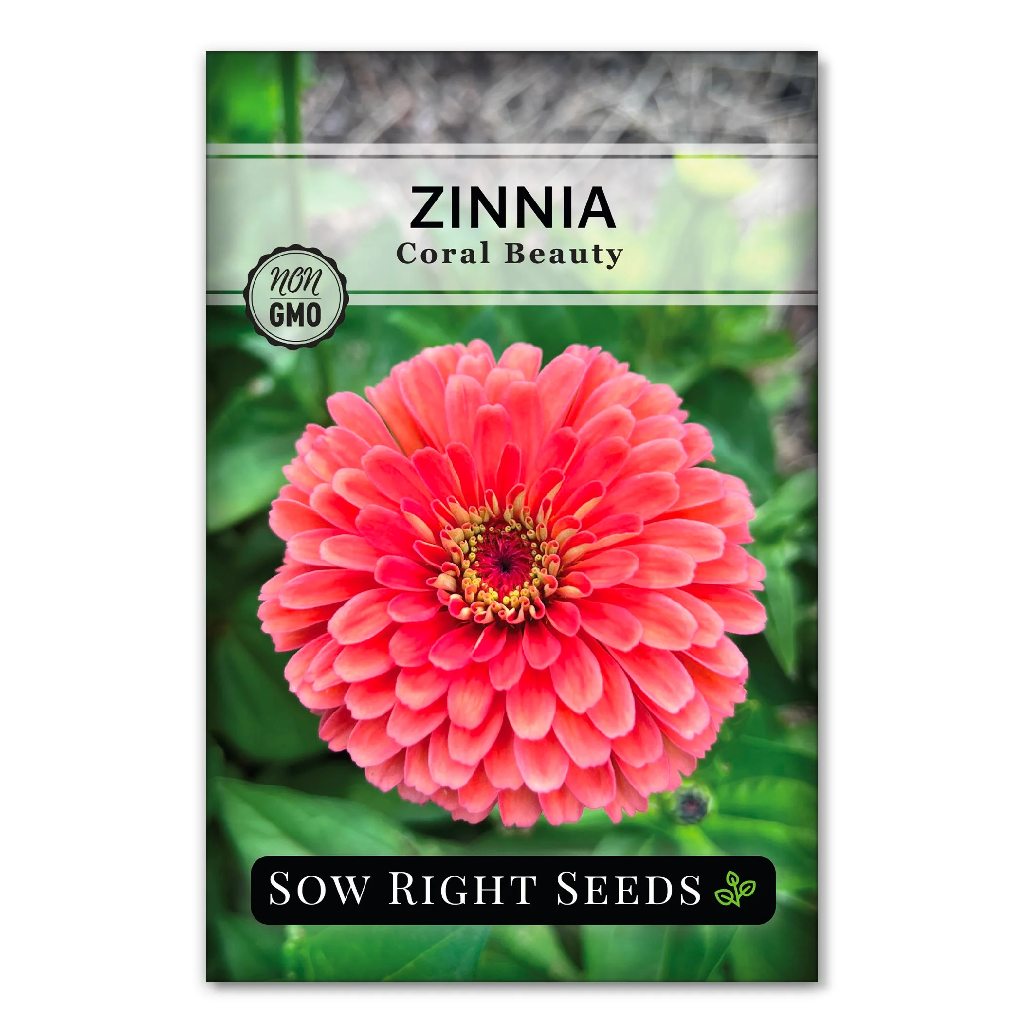 Coral Beauty Zinnia