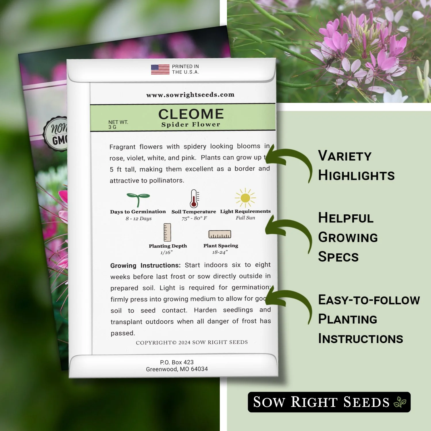 Spider Flower Cleome Seeds